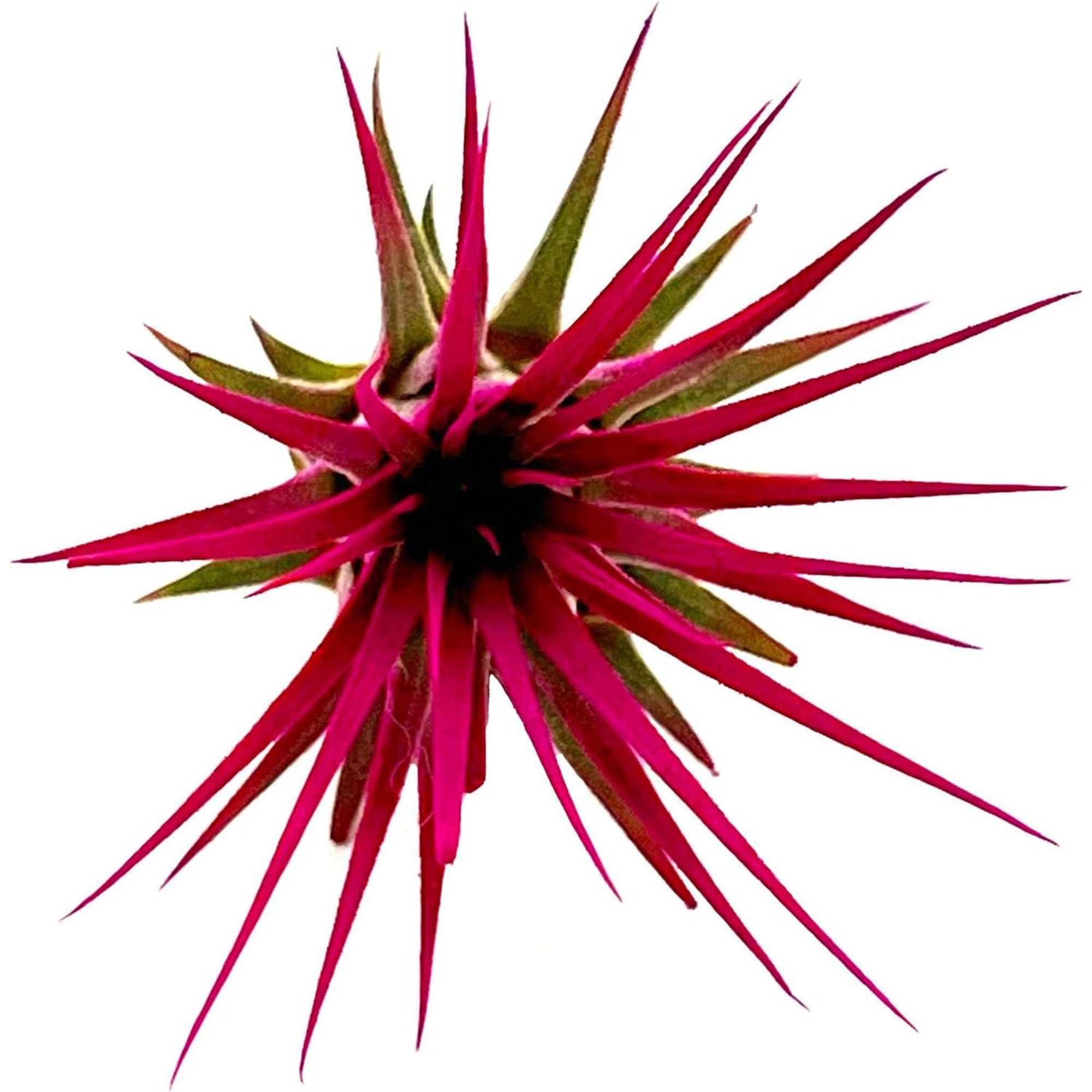 Color Enhanced Tillandsia Ionantha