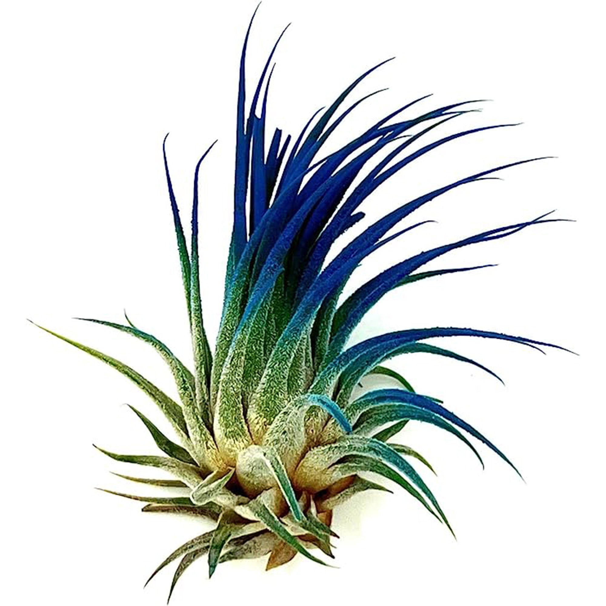 Color Enhanced Tillandsia Ionantha