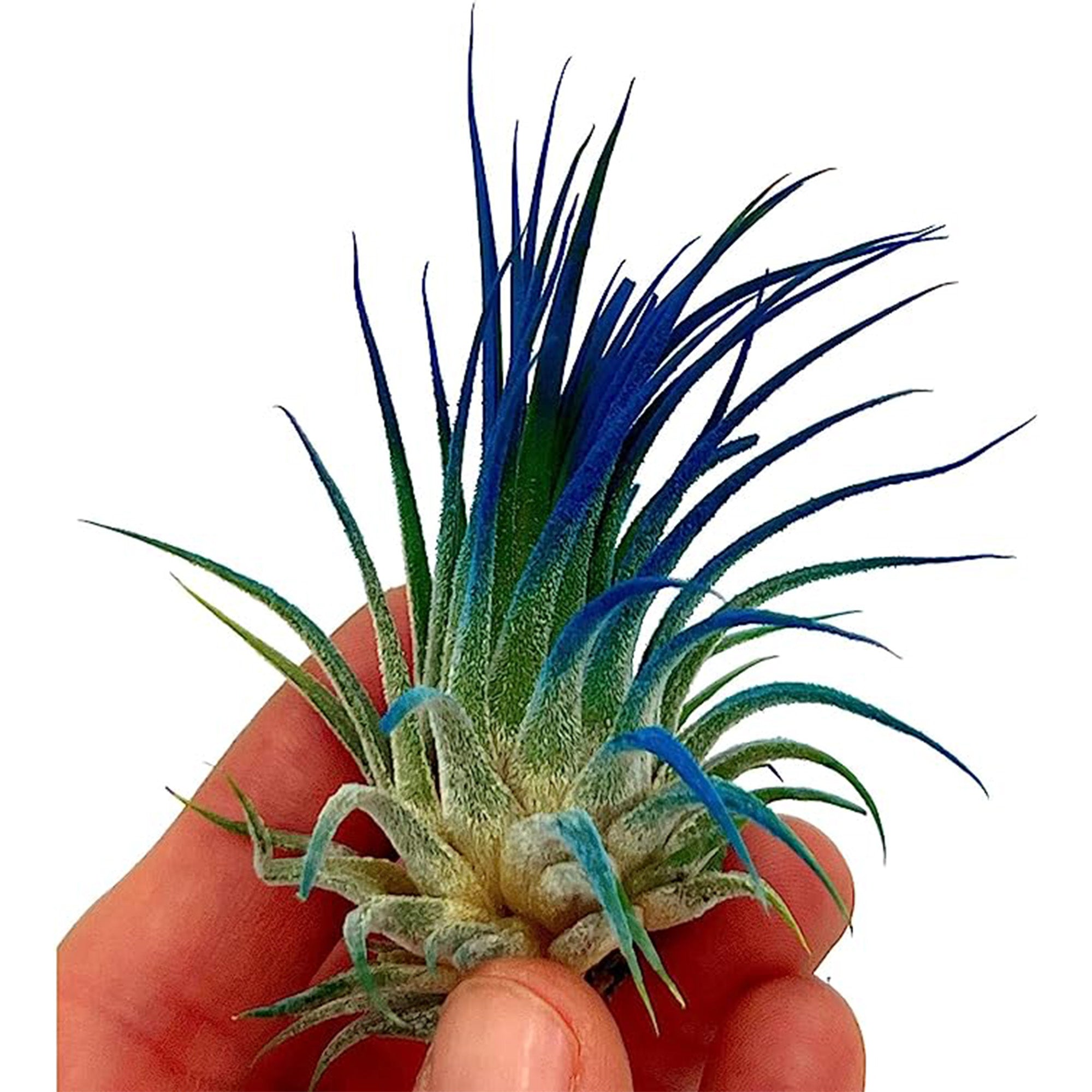 Color Enhanced Tillandsia Ionantha