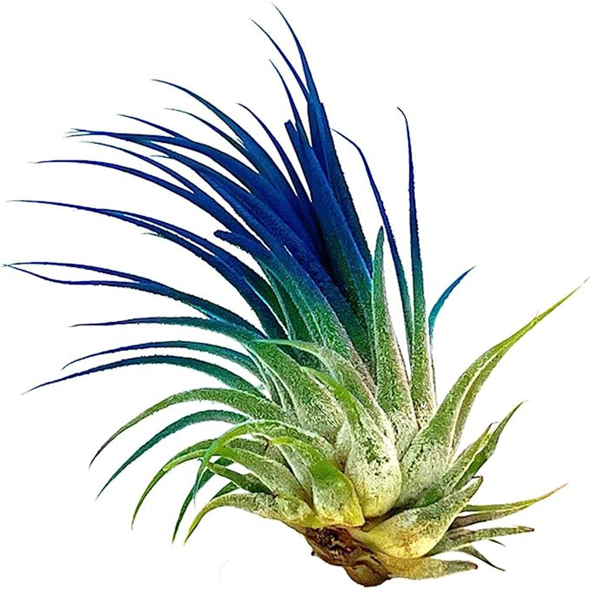 Color Enhanced Tillandsia Ionantha