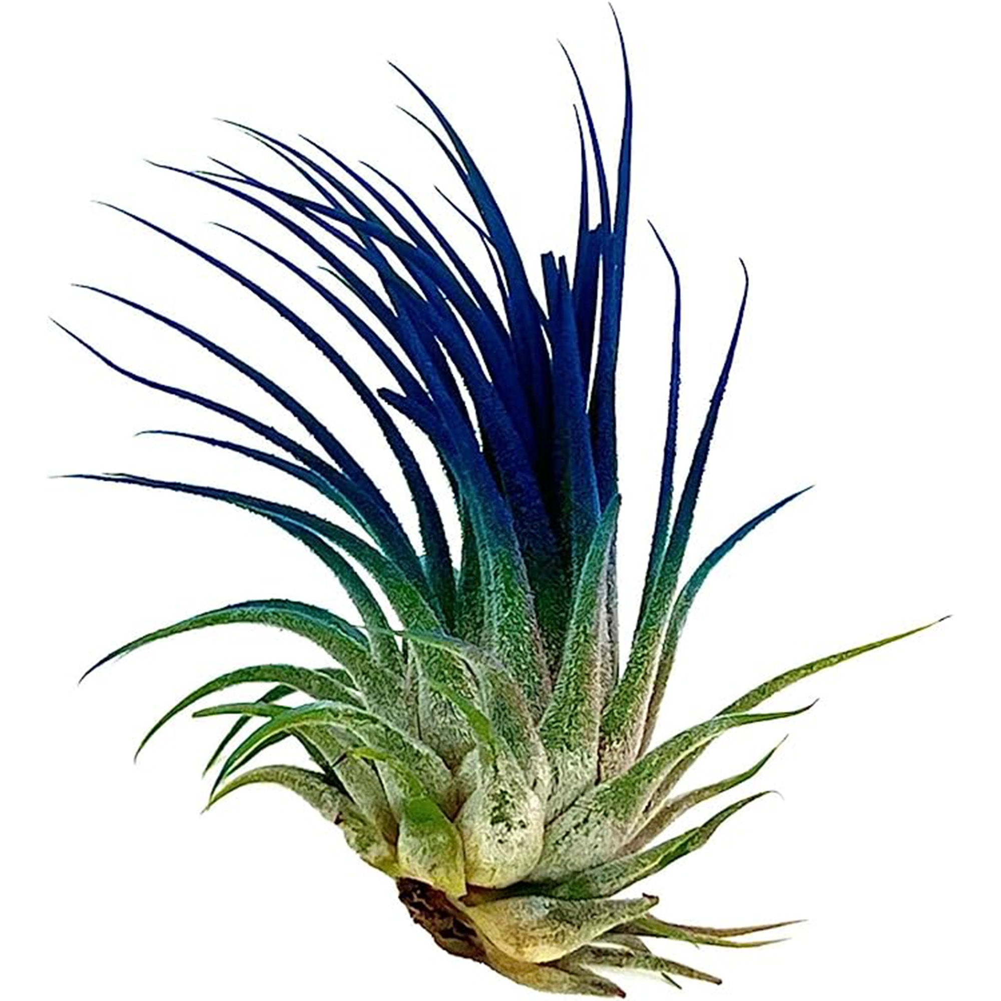 Color Enhanced Tillandsia Ionantha