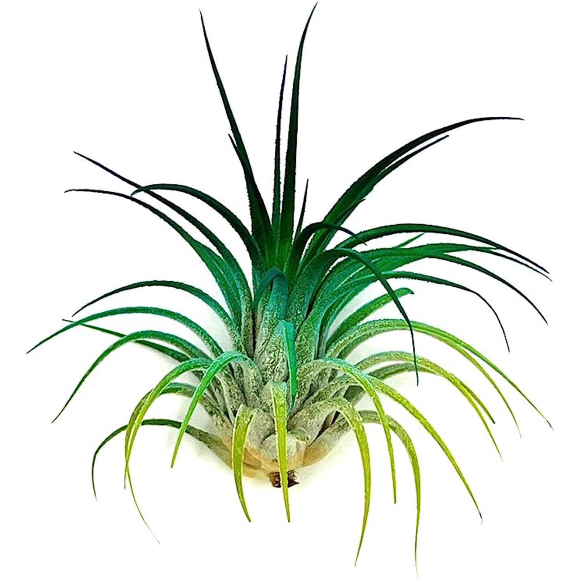 Color Enhanced Tillandsia Ionantha