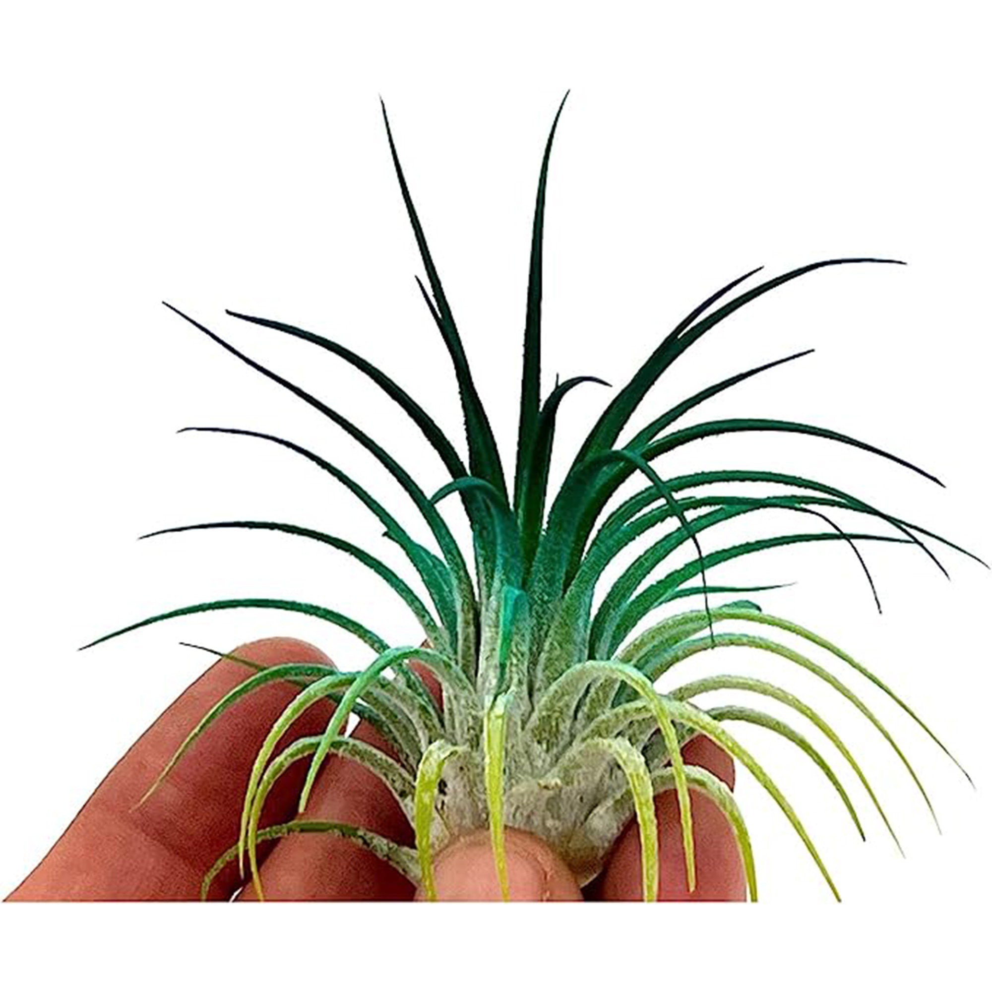 Color Enhanced Tillandsia Ionantha