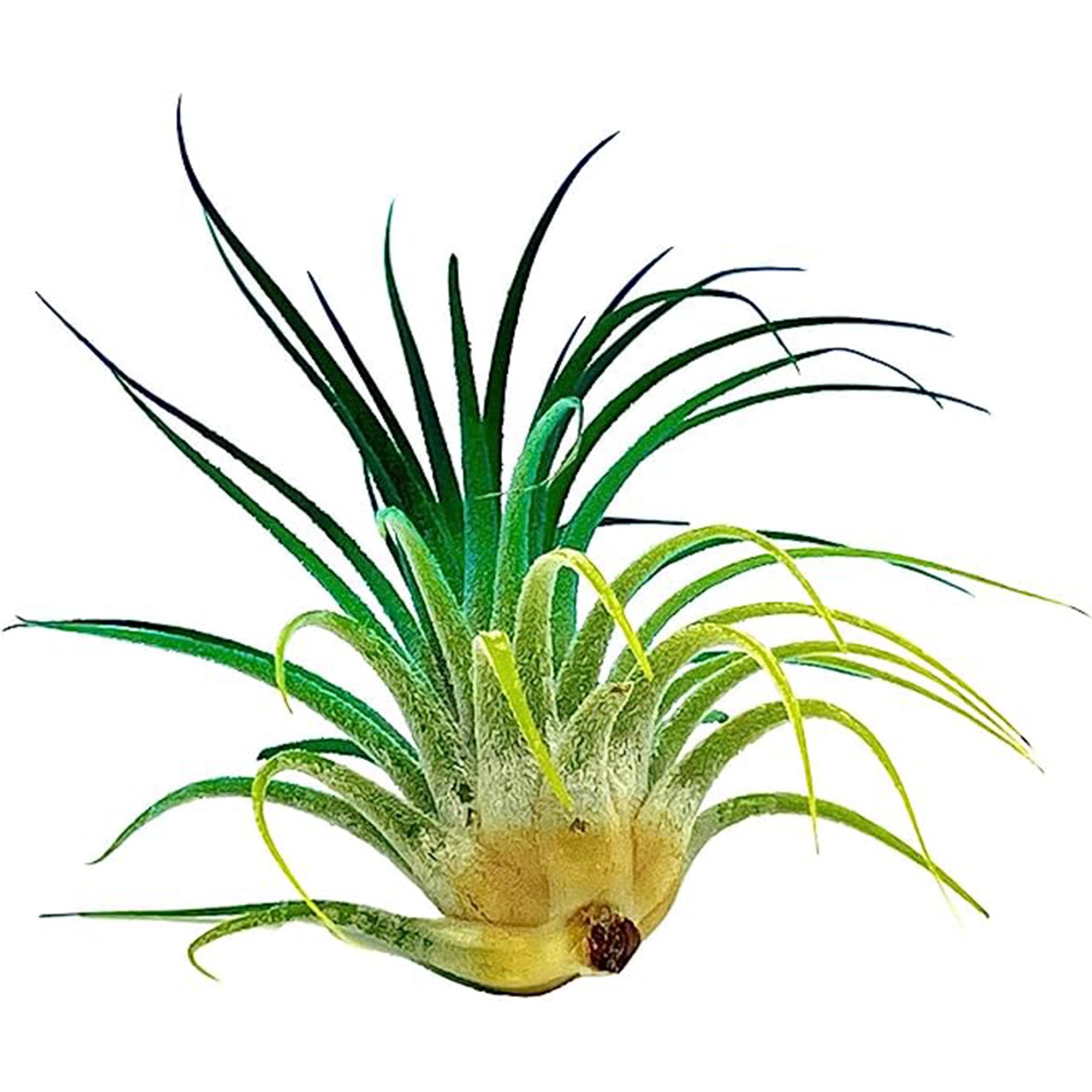 Color Enhanced Tillandsia Ionantha