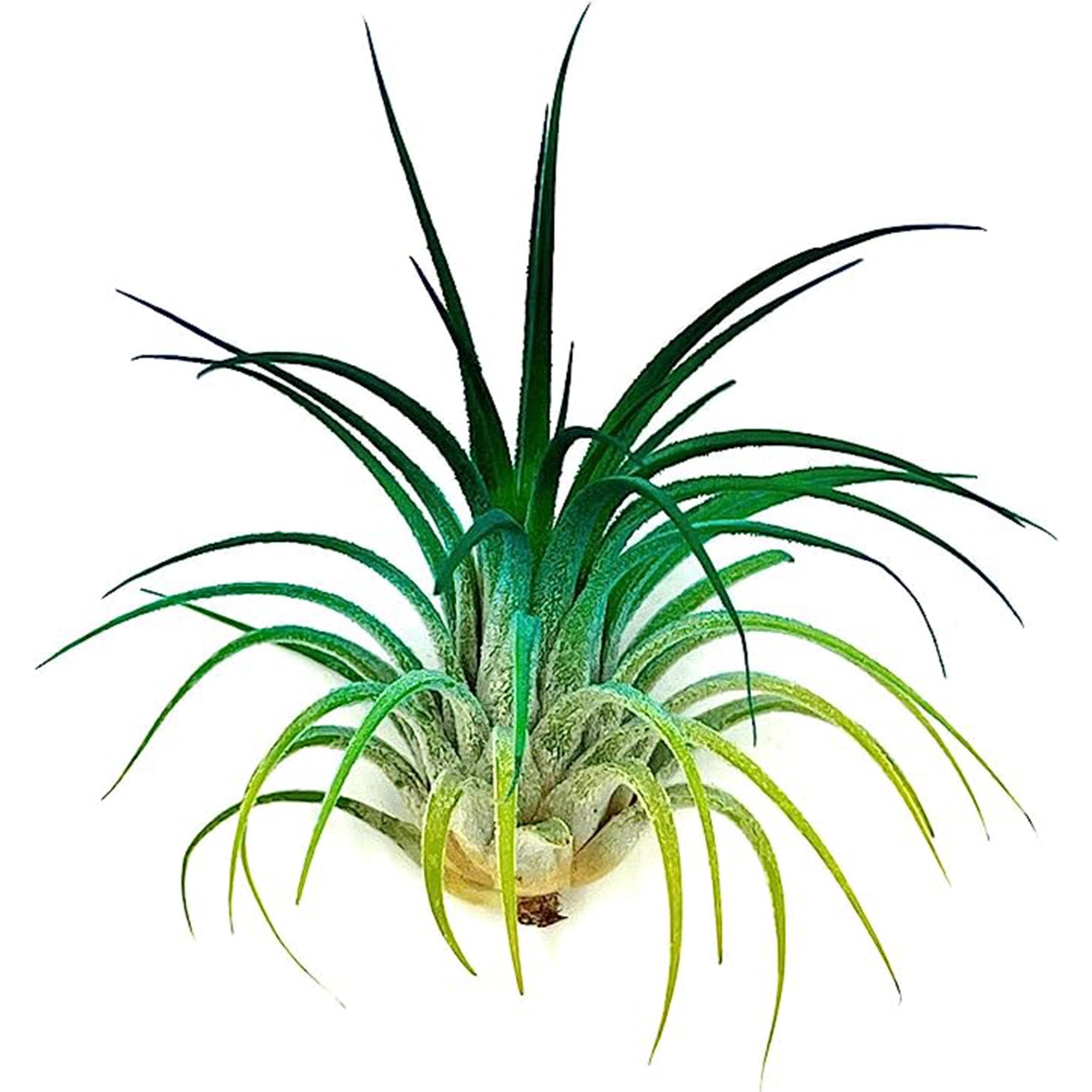 Color Enhanced Tillandsia Ionantha