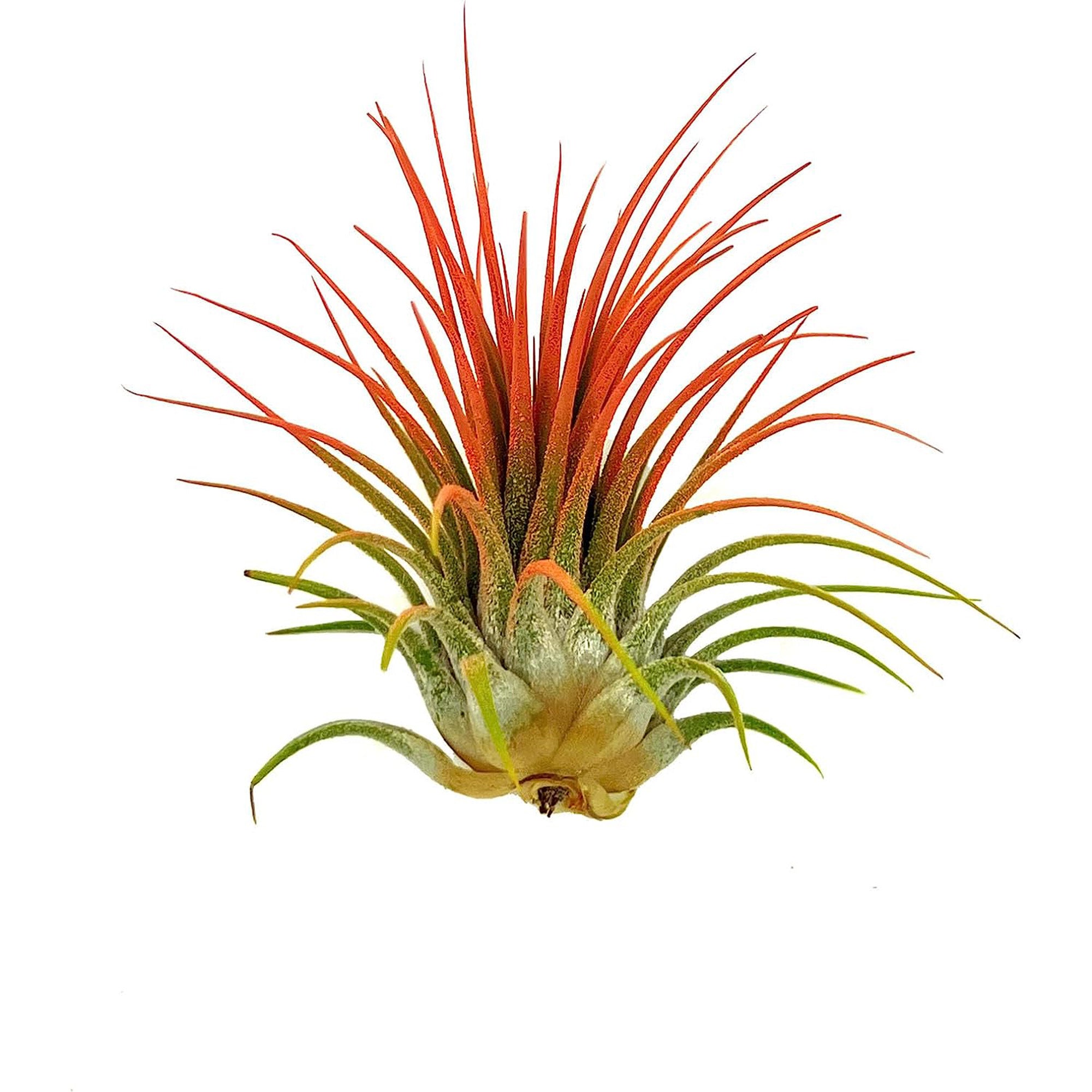 Color Enhanced Tillandsia Ionantha