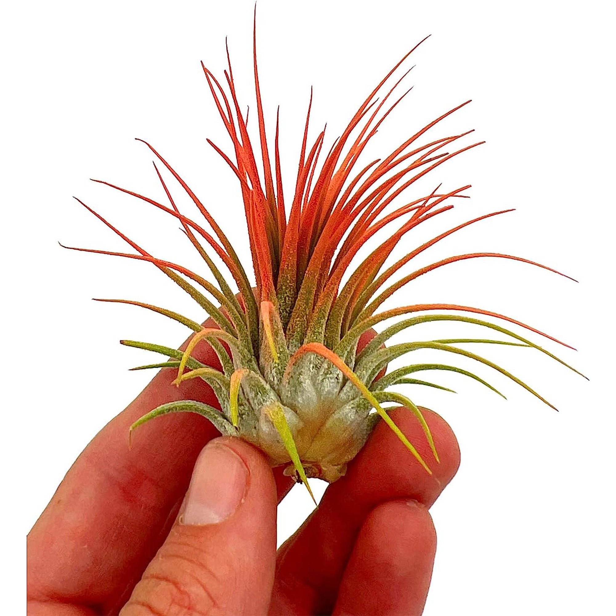 Color Enhanced Tillandsia Ionantha