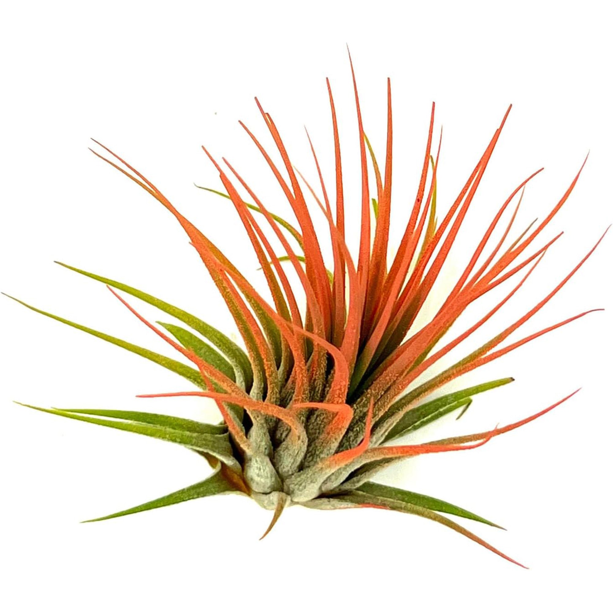 Color Enhanced Tillandsia Ionantha