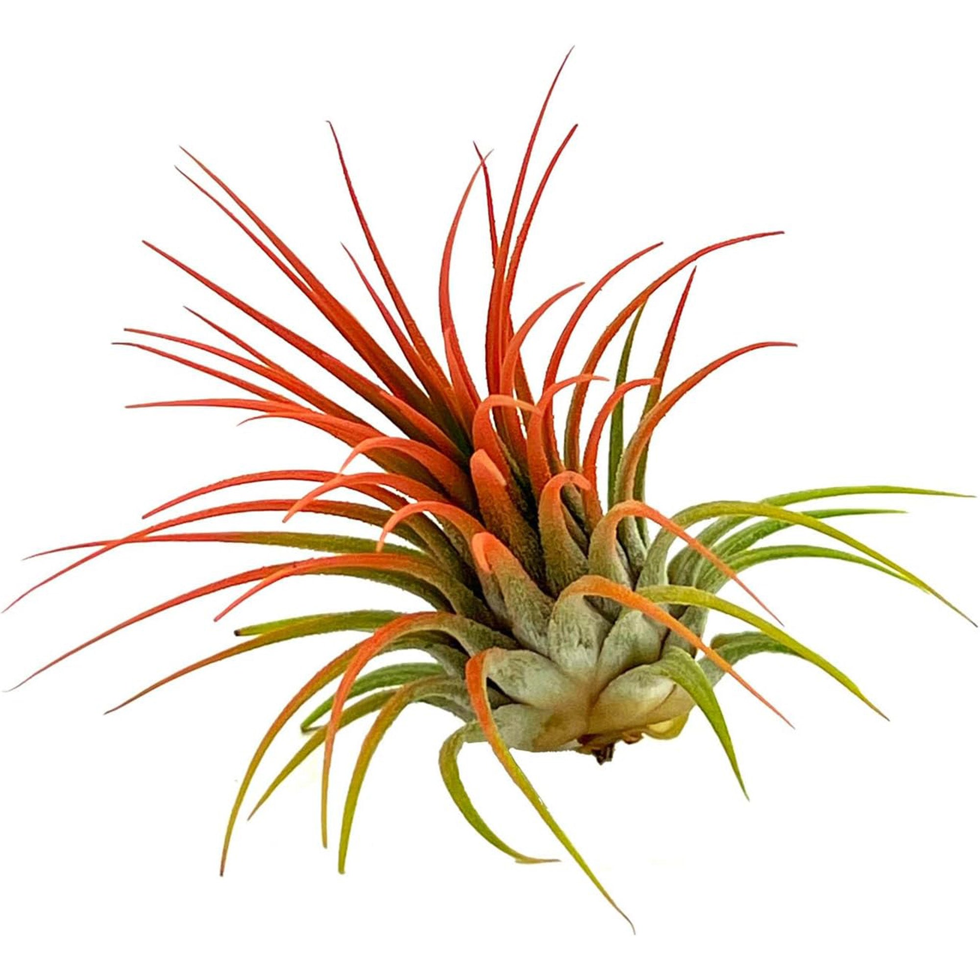 Color Enhanced Tillandsia Ionantha