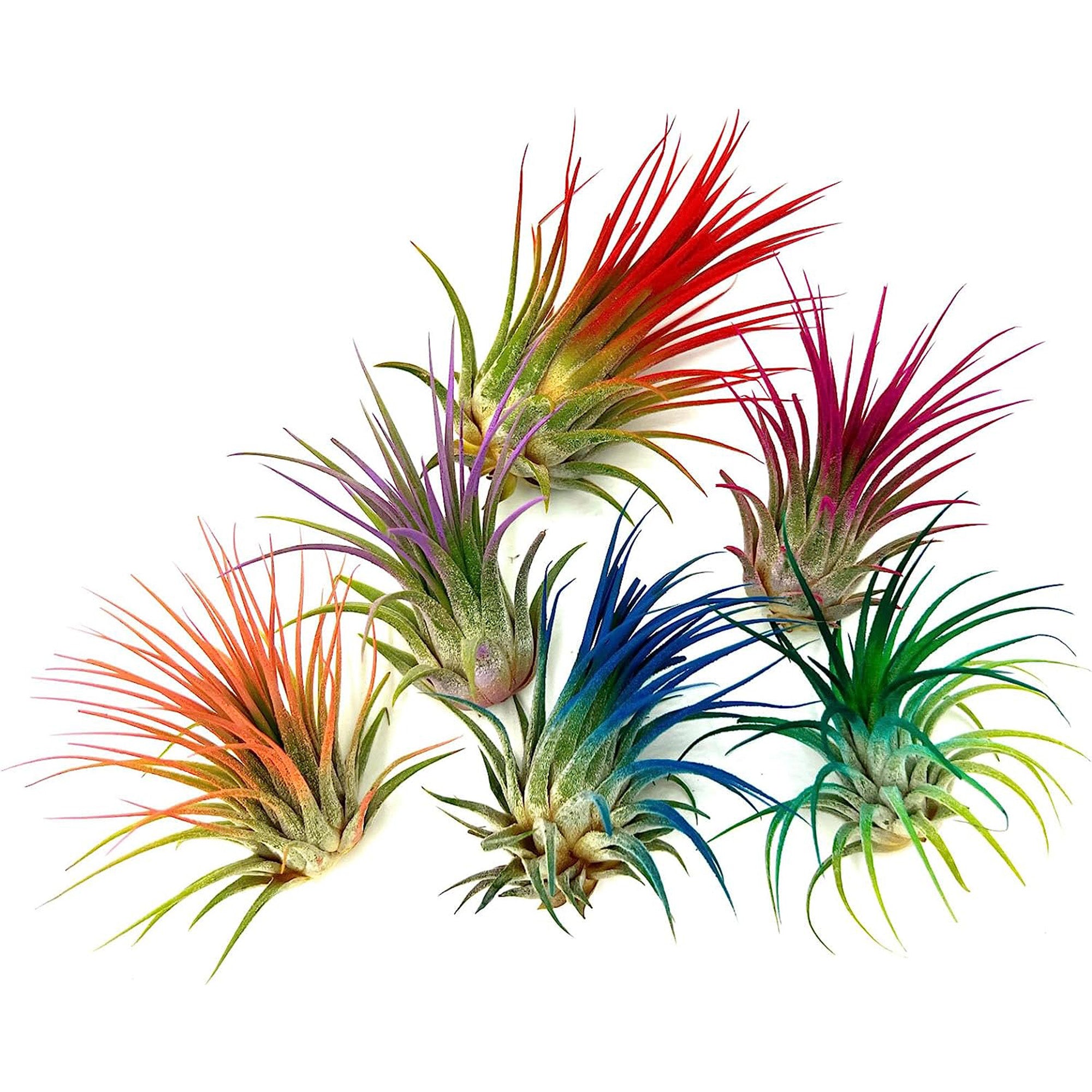 Color Enhanced Tillandsia Ionantha