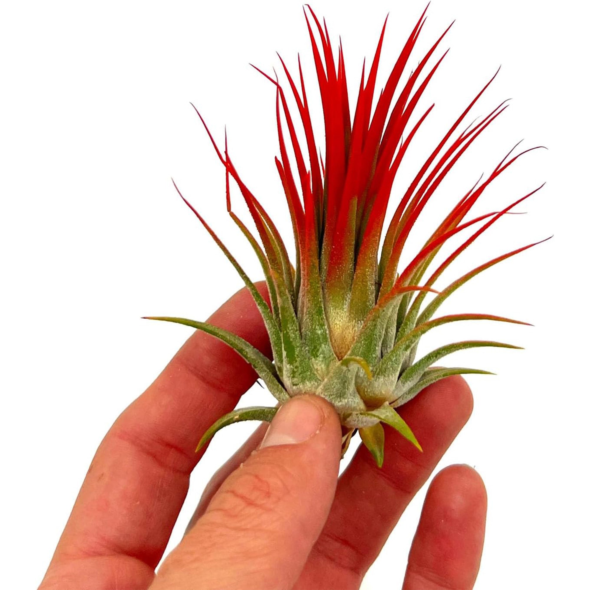 Color Enhanced Tillandsia Ionantha