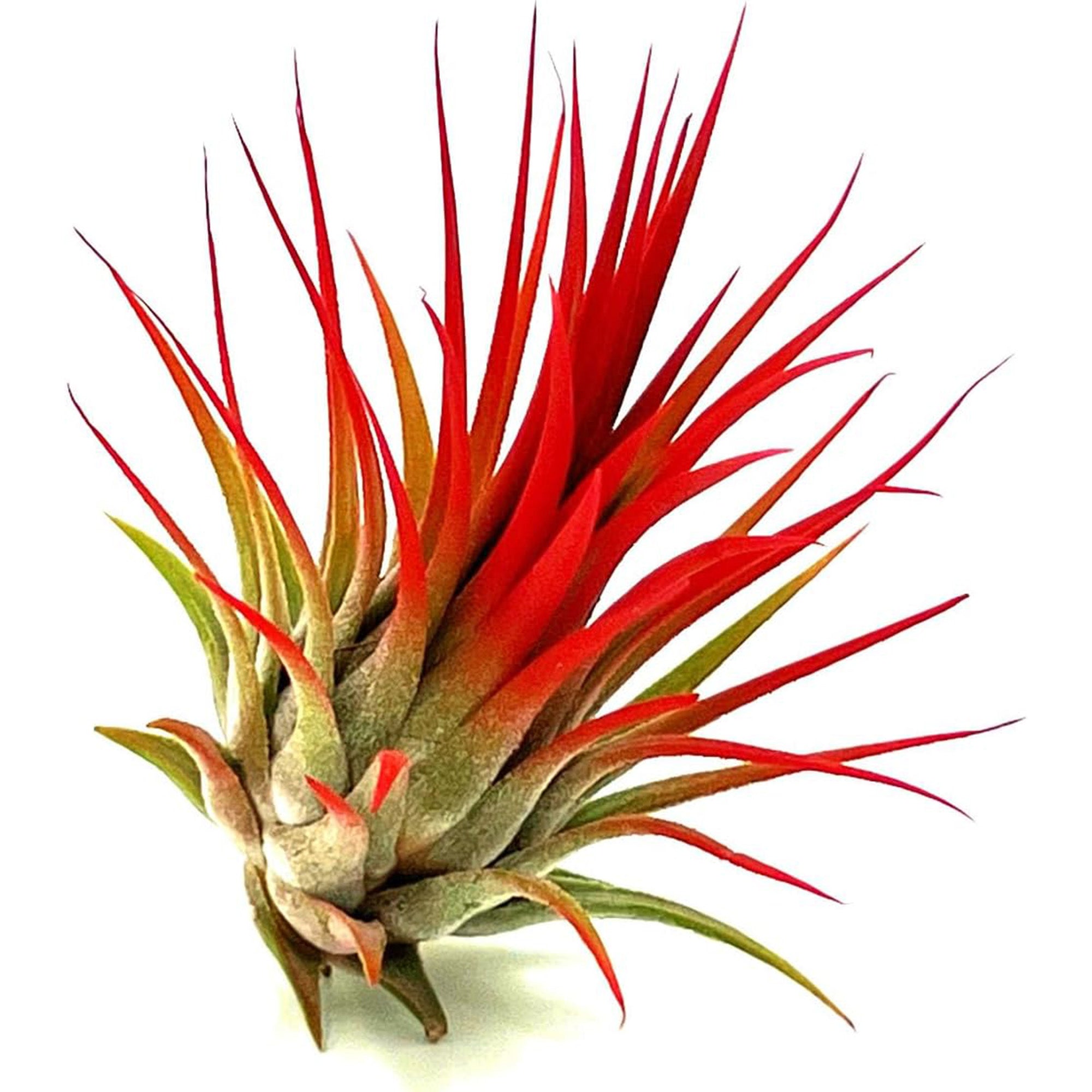 Color Enhanced Tillandsia Ionantha