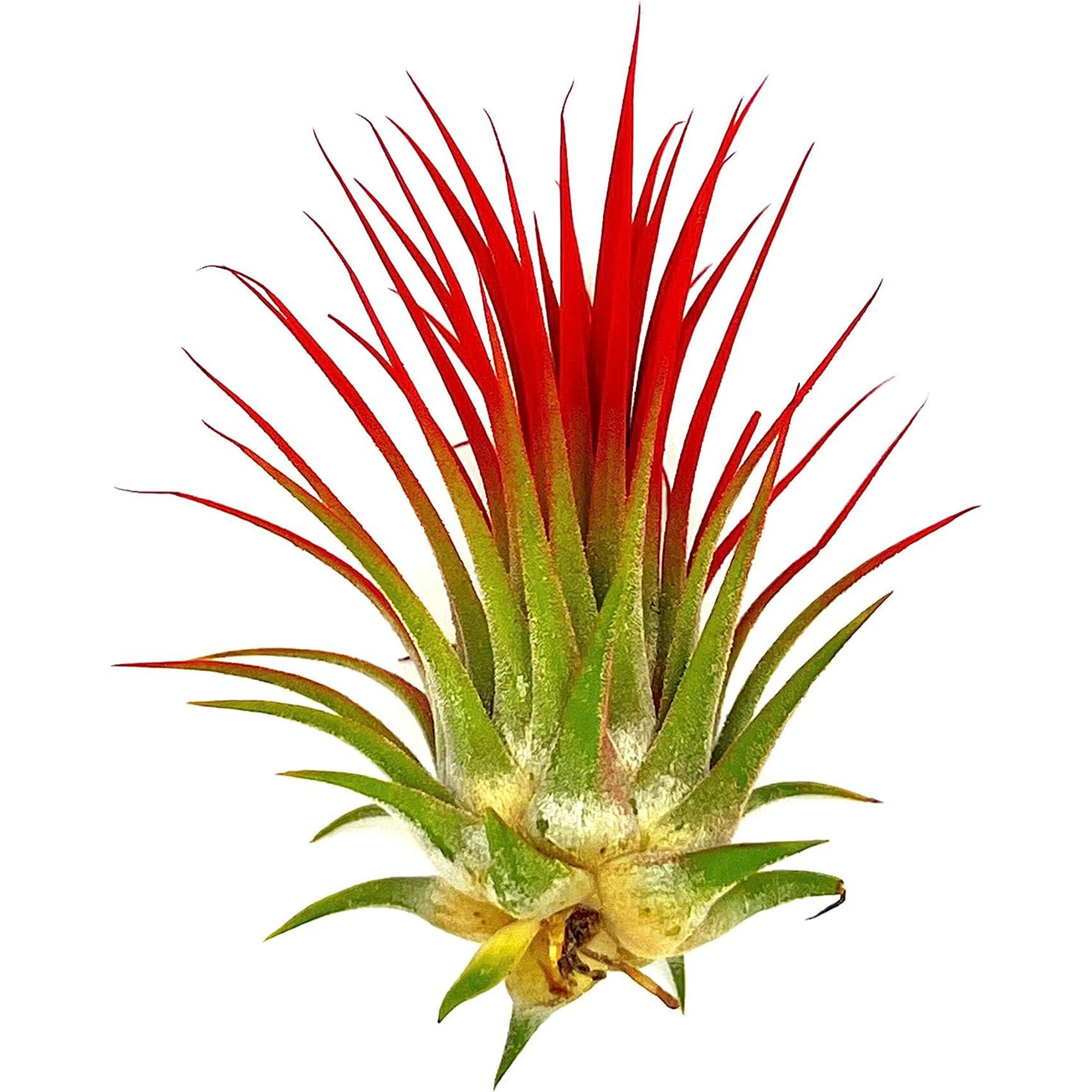 Color Enhanced Tillandsia Ionantha