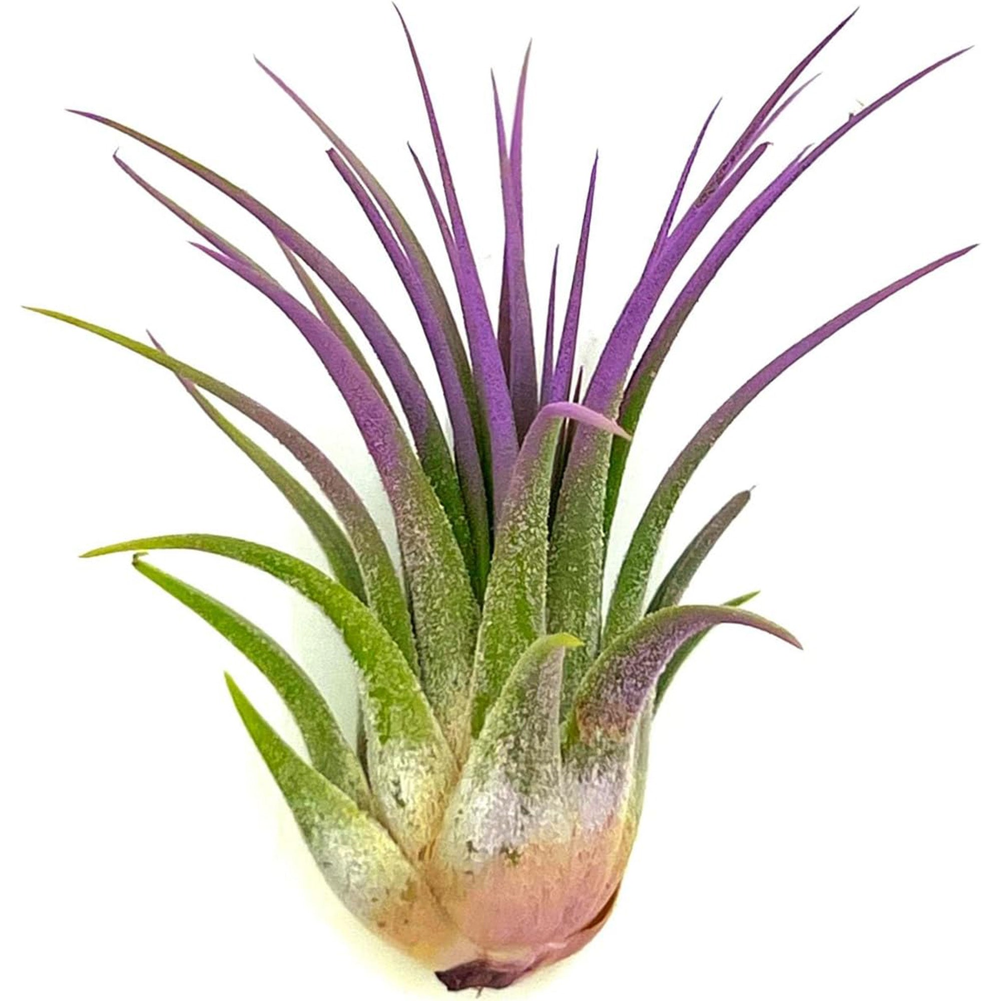 Color Enhanced Tillandsia Ionantha