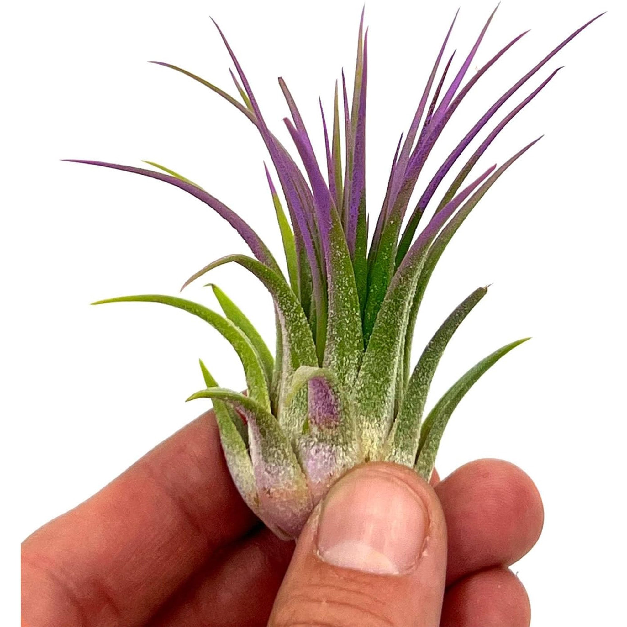 Color Enhanced Tillandsia Ionantha