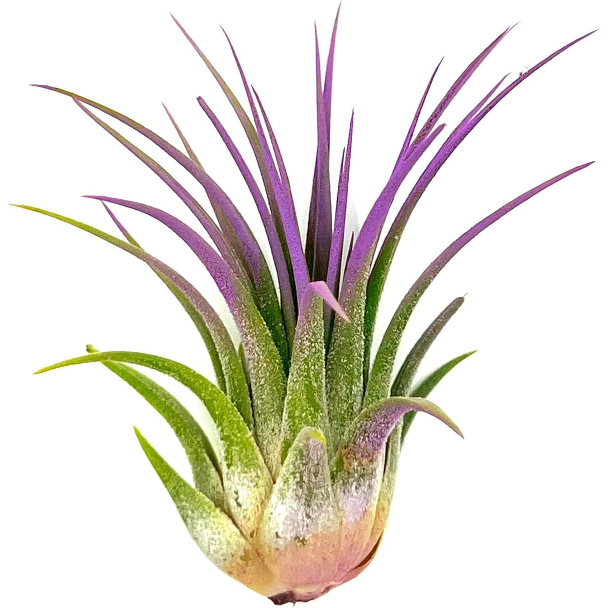 Color Enhanced Tillandsia Ionantha