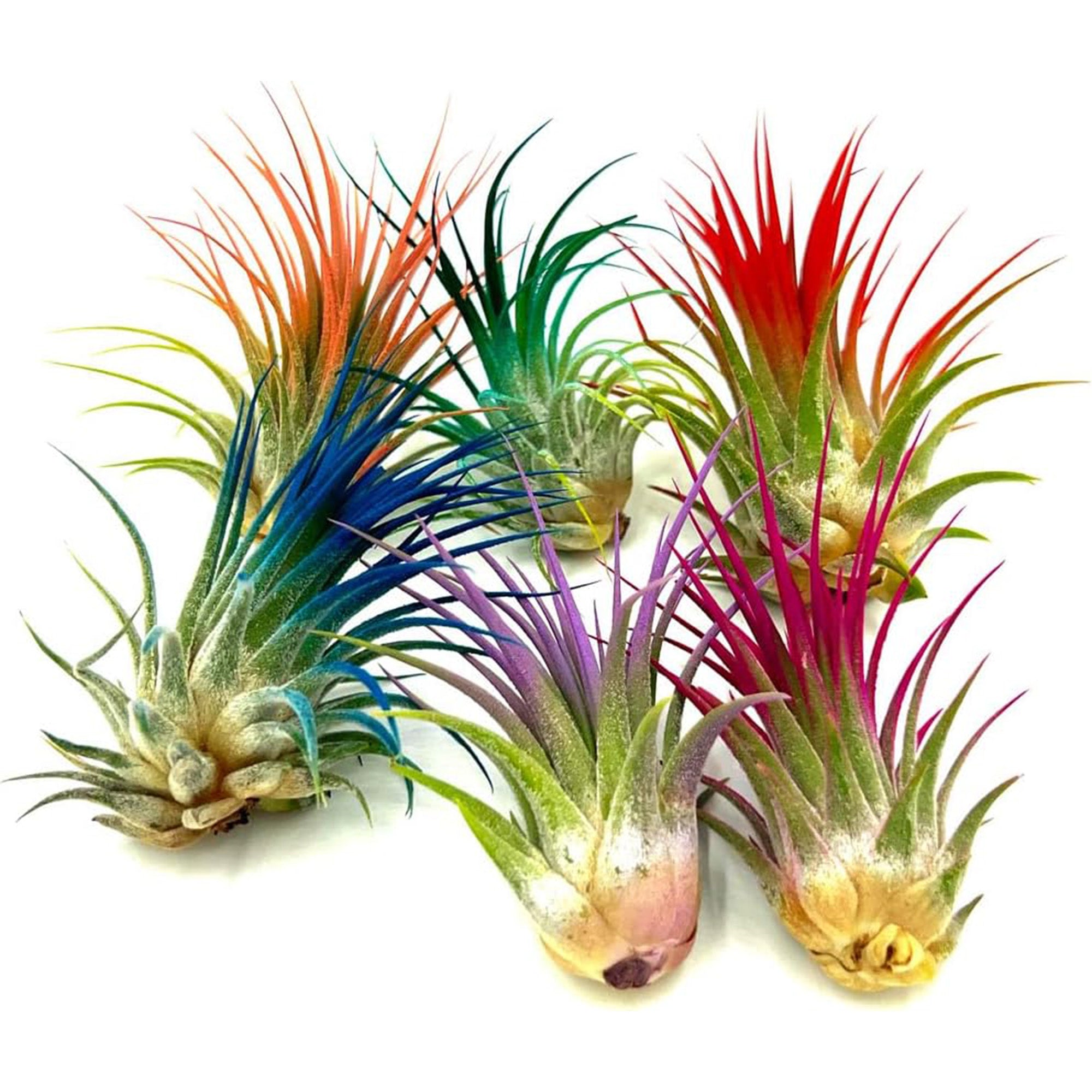 Color Enhanced Tillandsia Ionantha