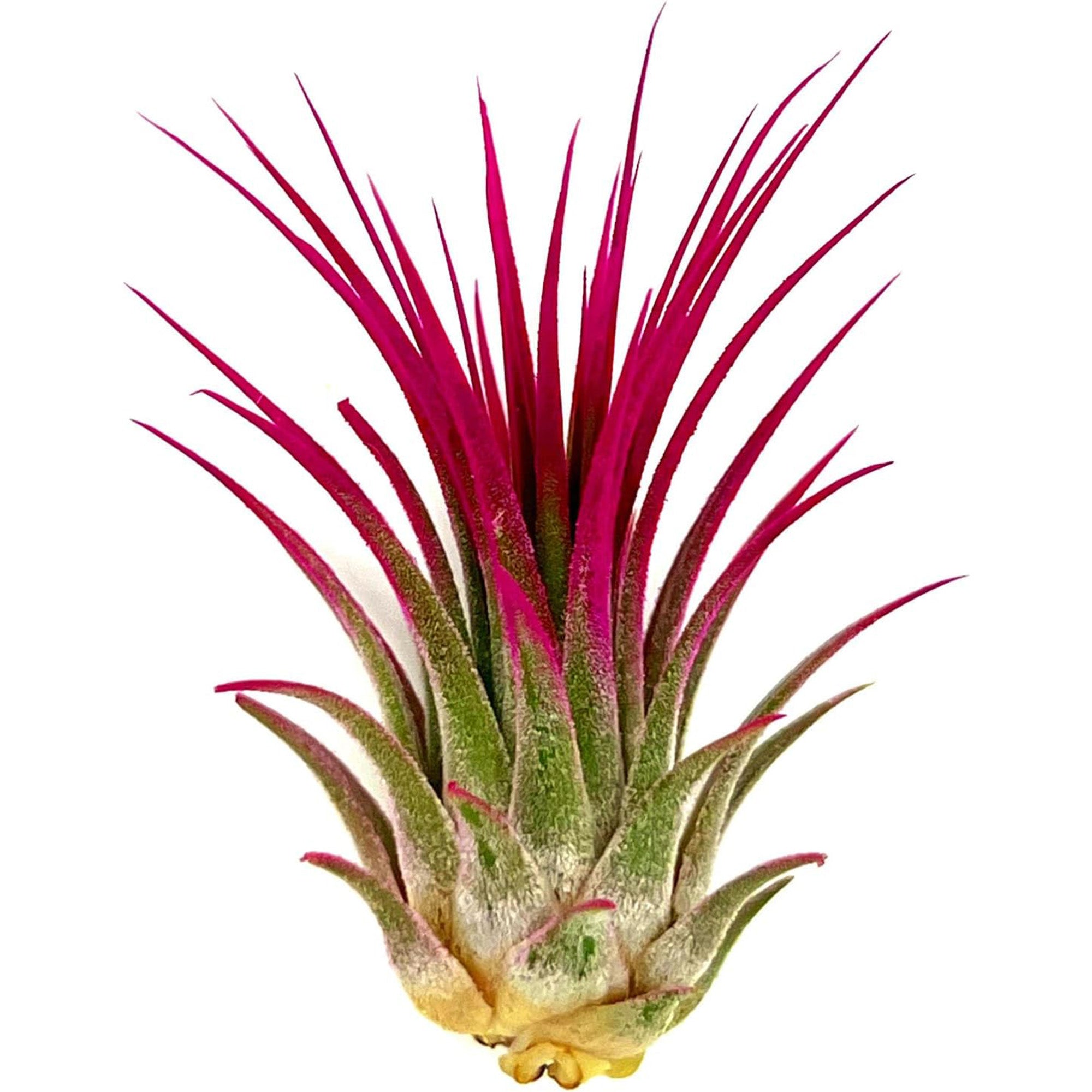 Color Enhanced Tillandsia Ionantha