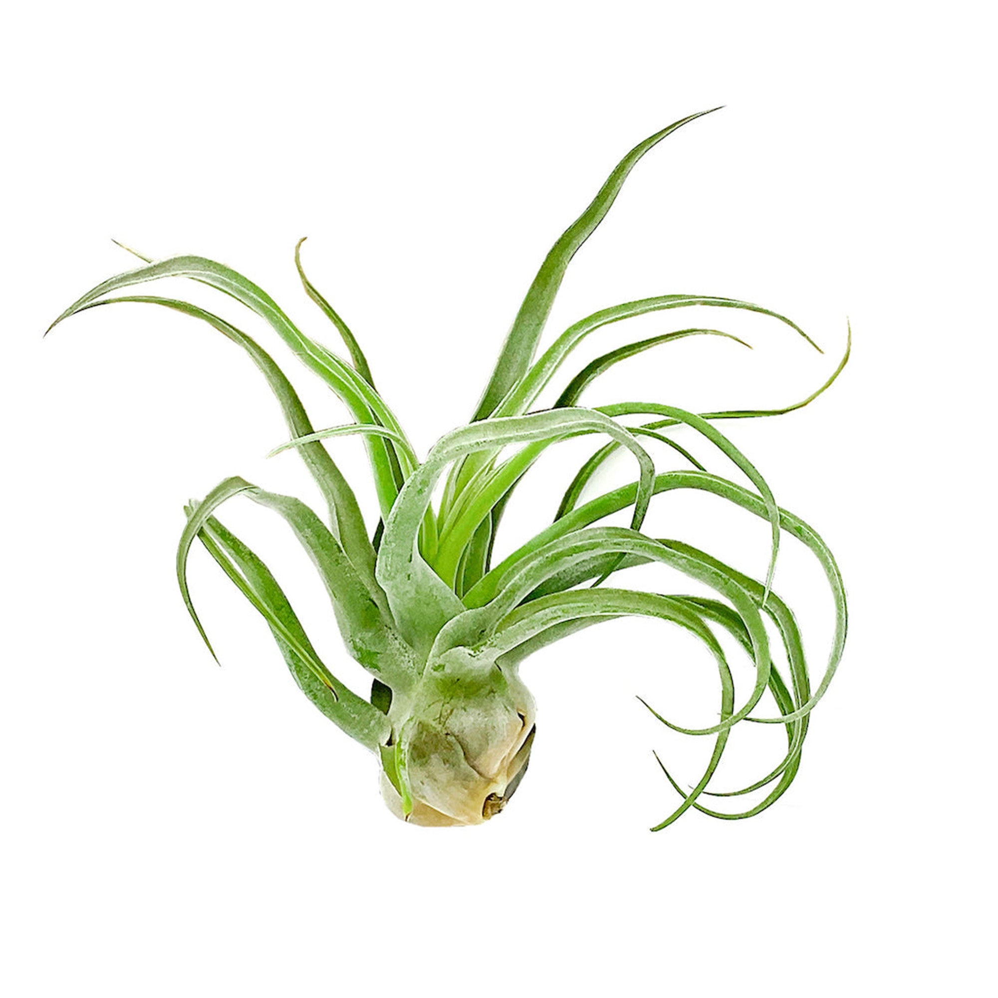 Tillandsia Streptophylla