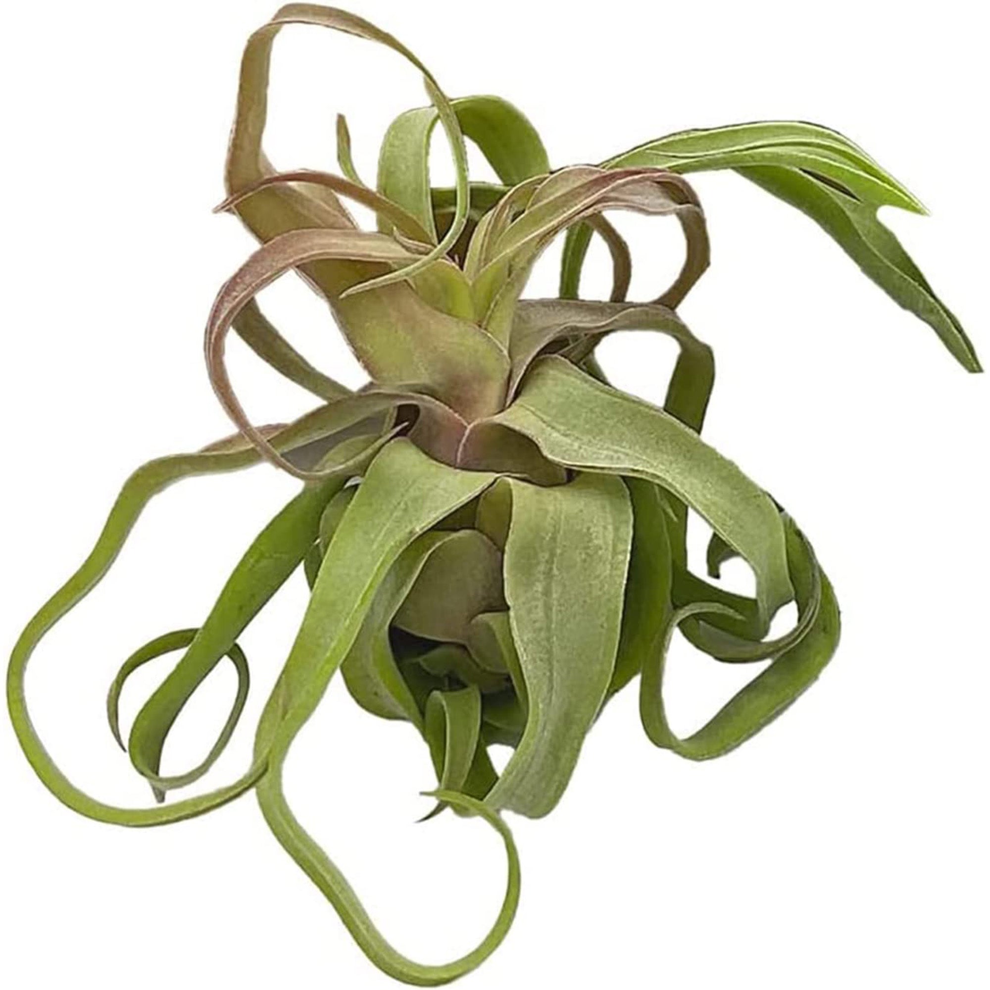 Tillandsia Streptophylla