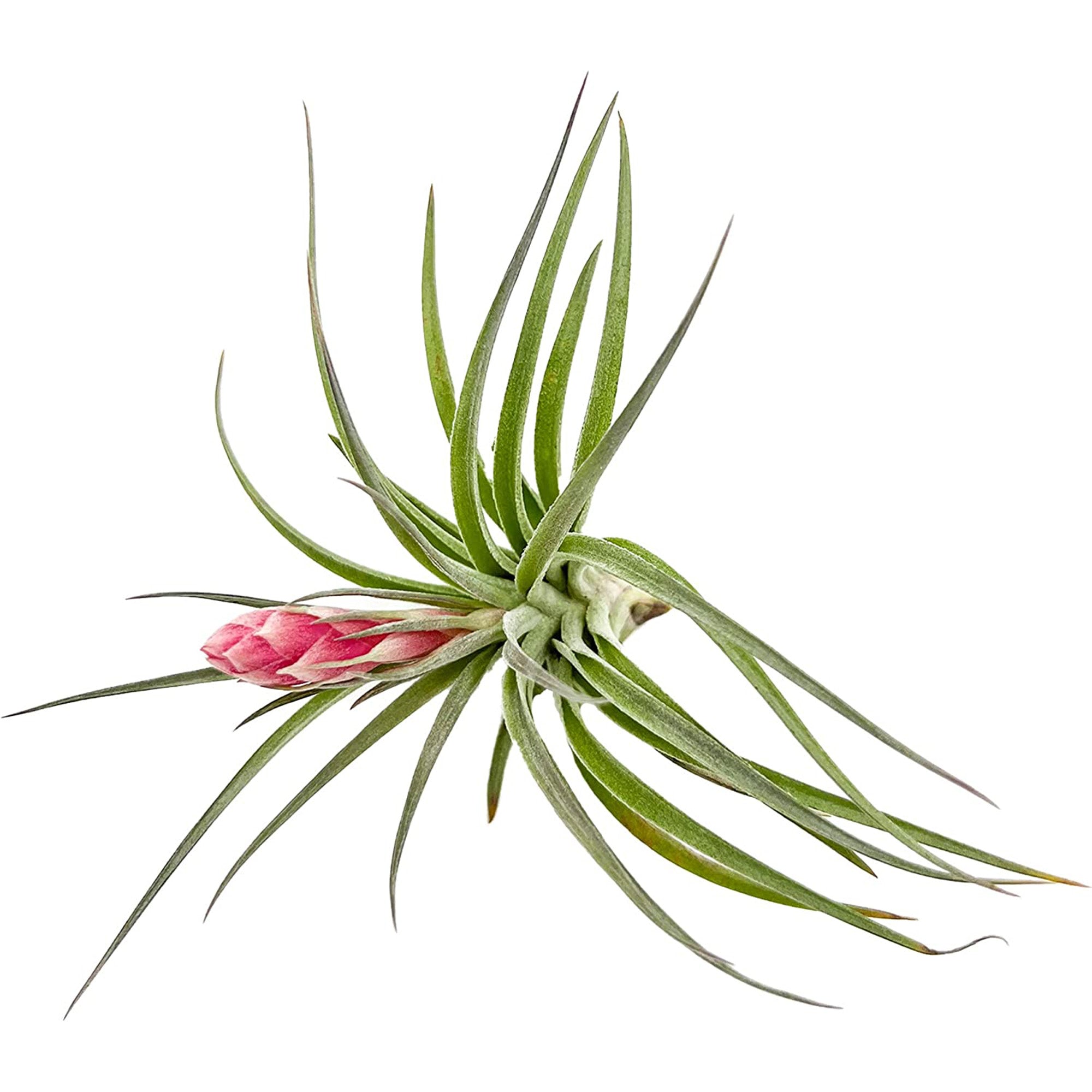 Tillandsia Hybrid No. 1