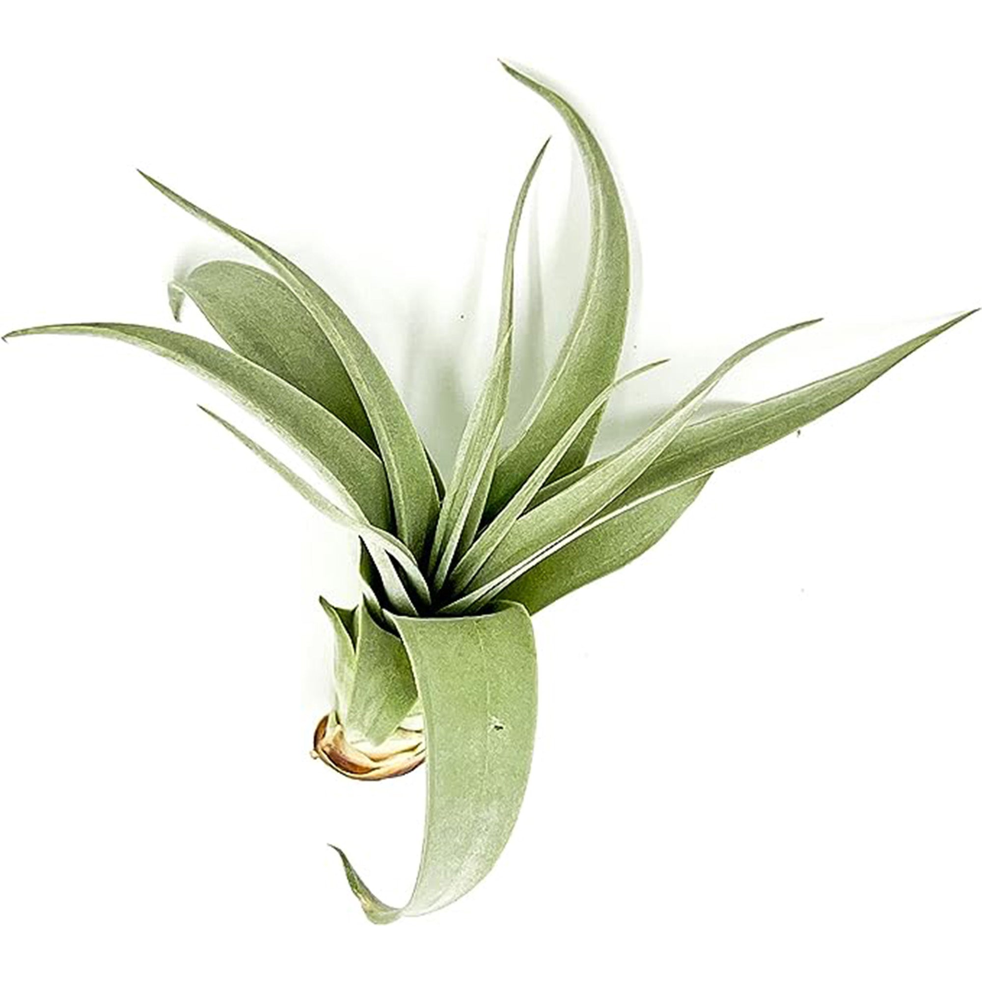 Tillandsia Xerographica Pup