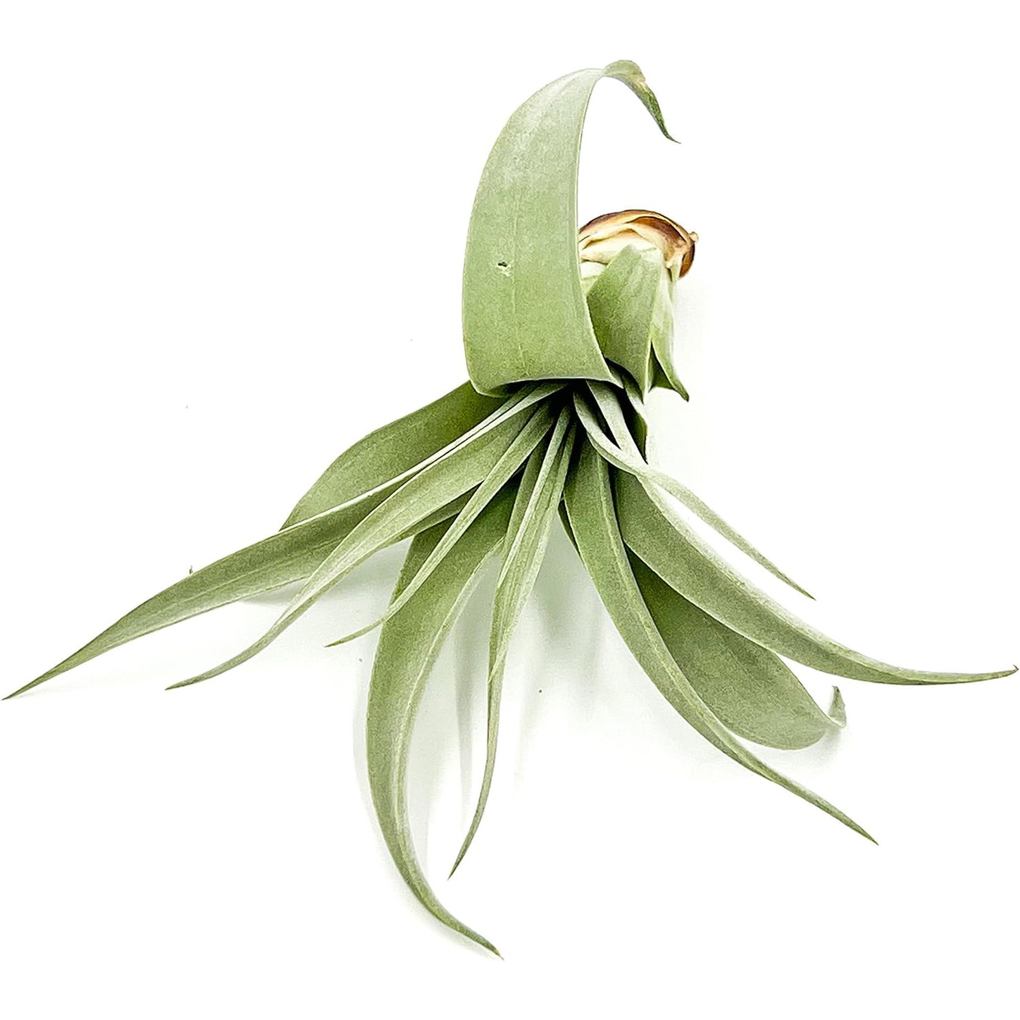 Tillandsia Xerographica Pup