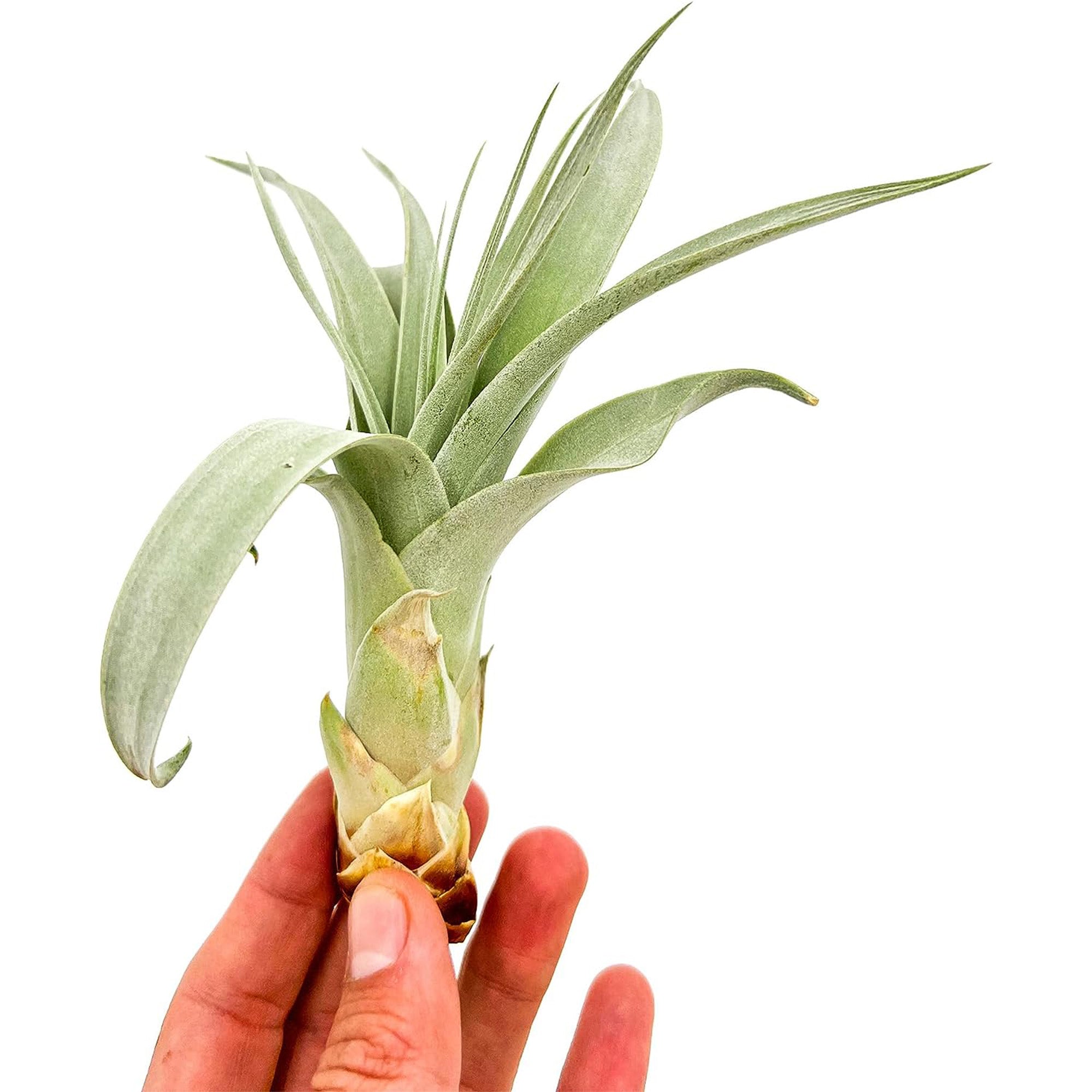 Tillandsia Xerographica Pup