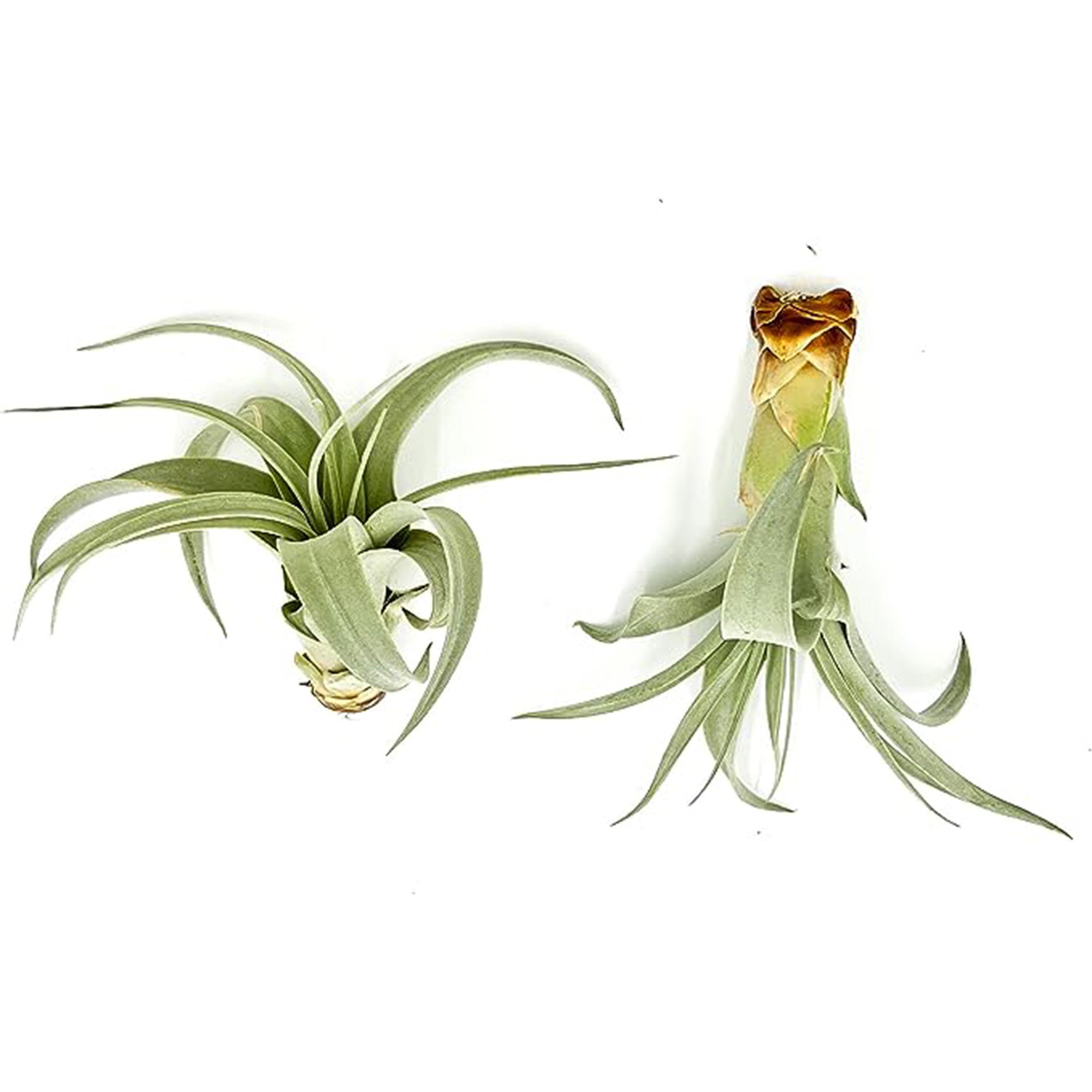 Tillandsia Xerographica Pup