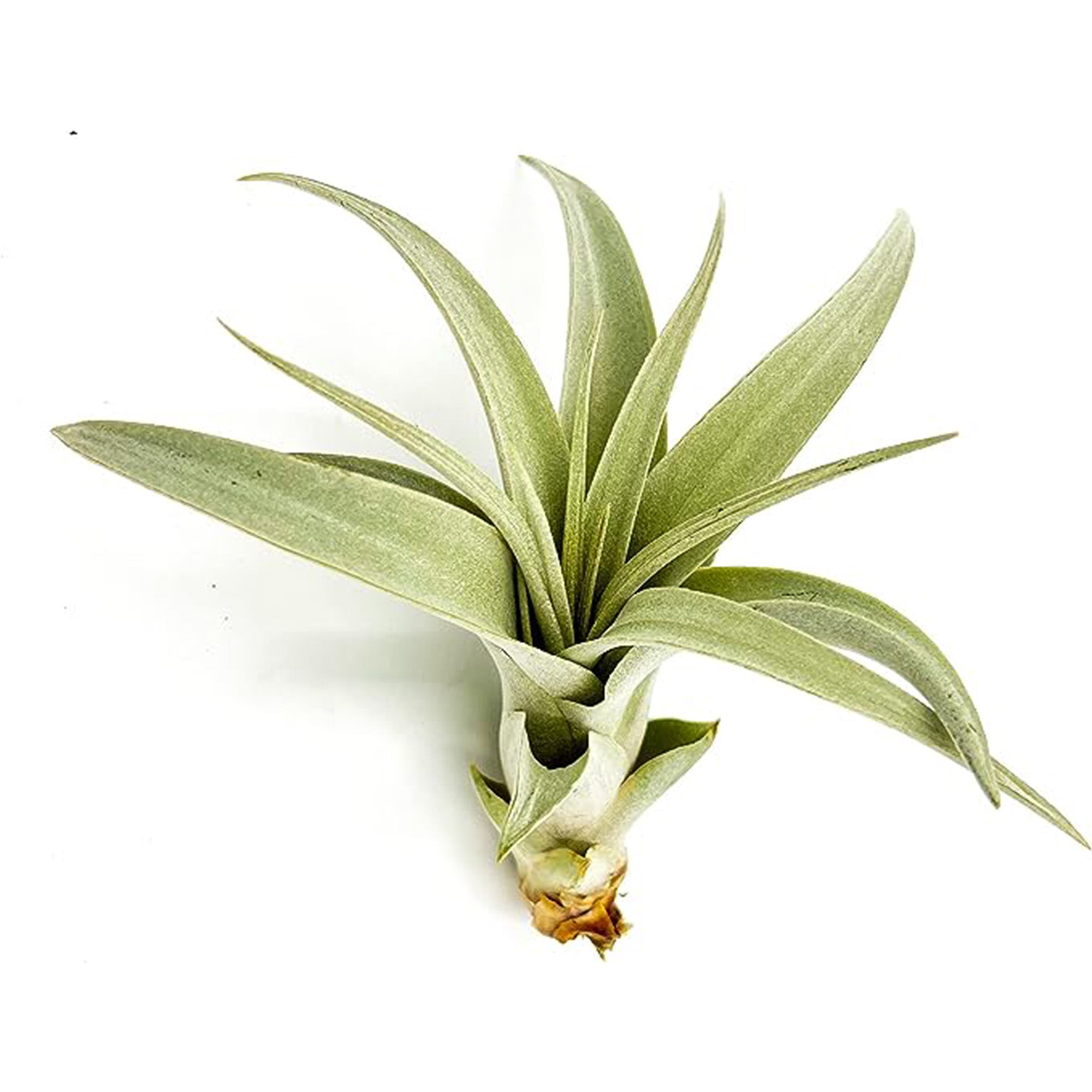 Tillandsia Xerographica Pup