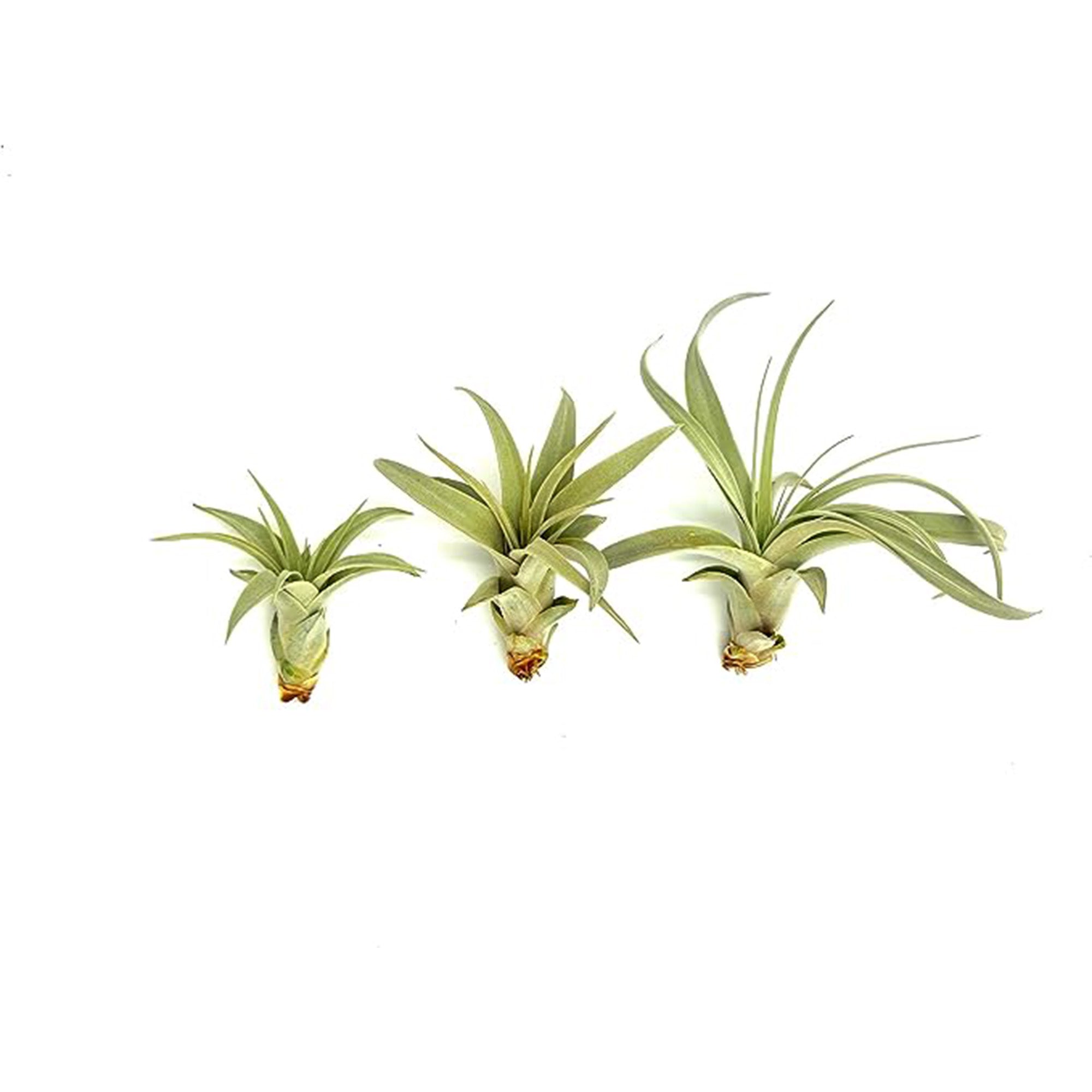 Tillandsia Xerographica Pup