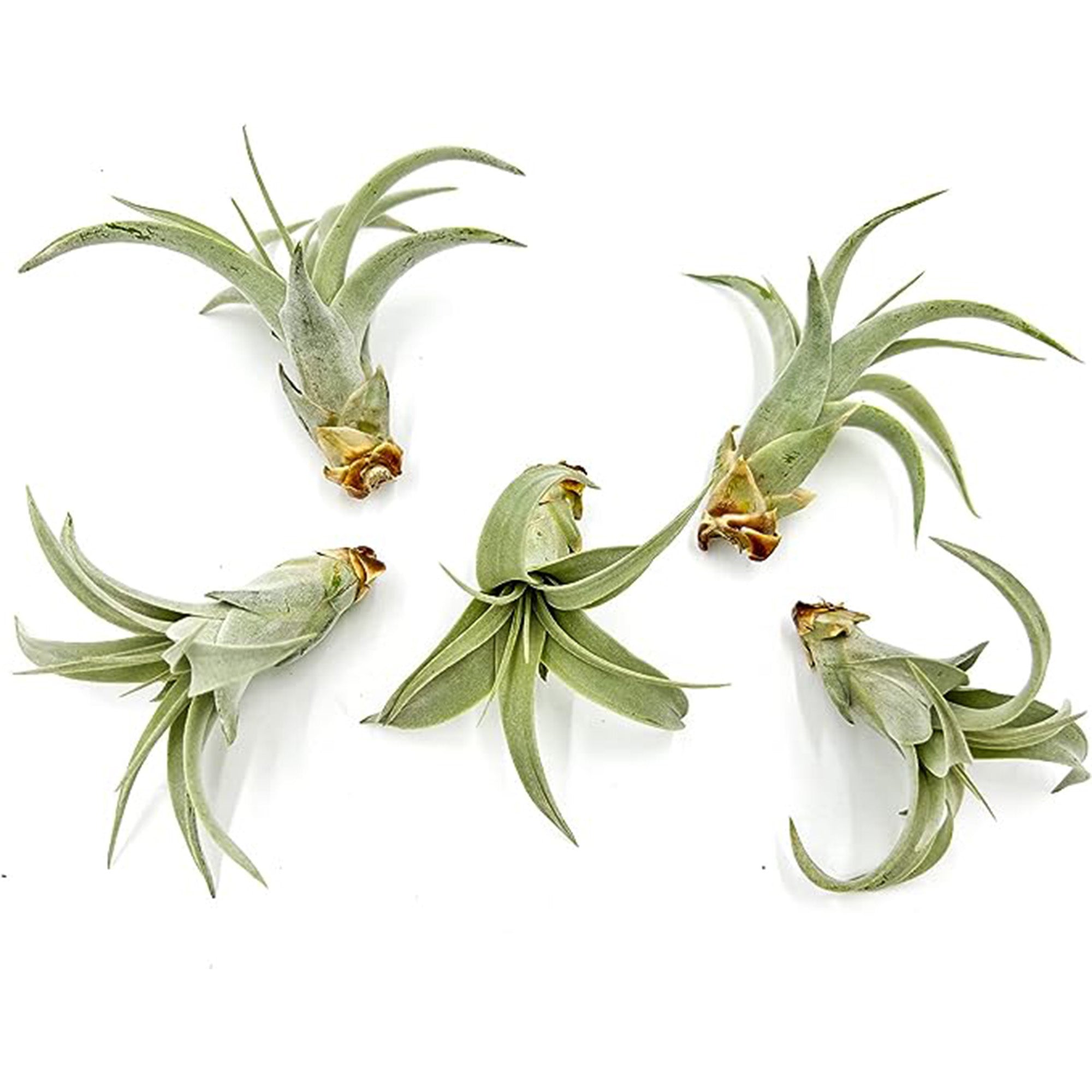 Tillandsia Xerographica Pup