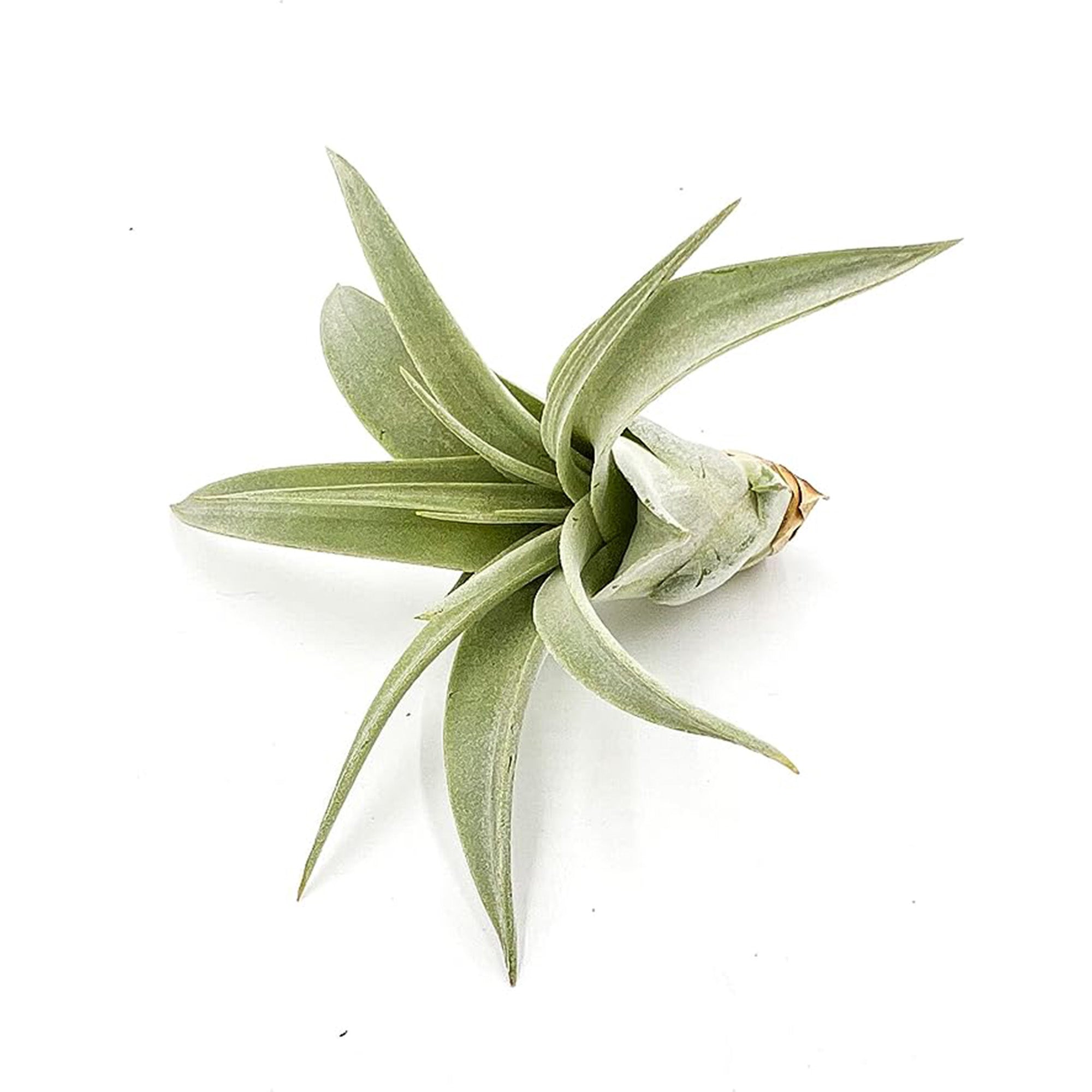 Tillandsia Xerographica Pup