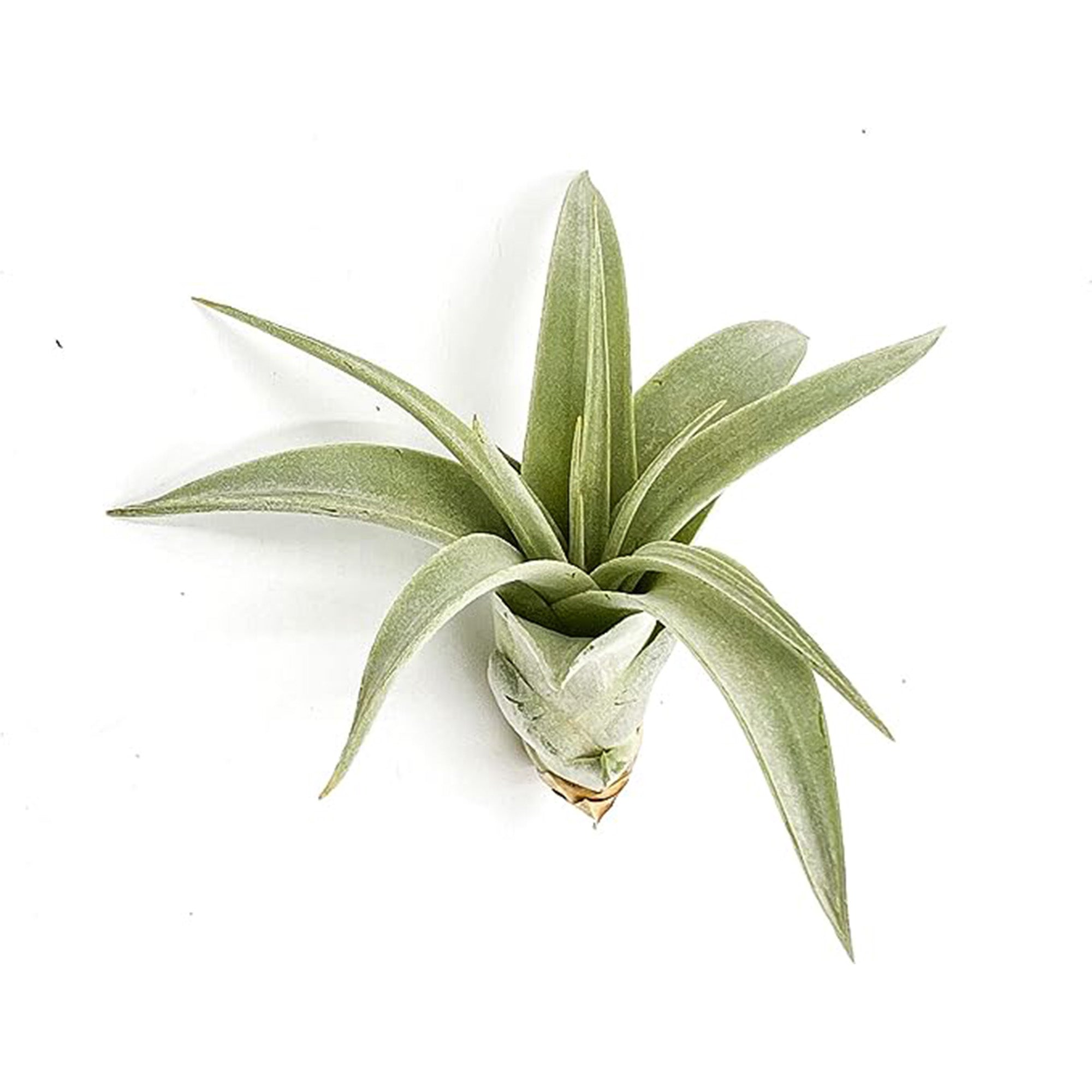 Tillandsia Xerographica Pup