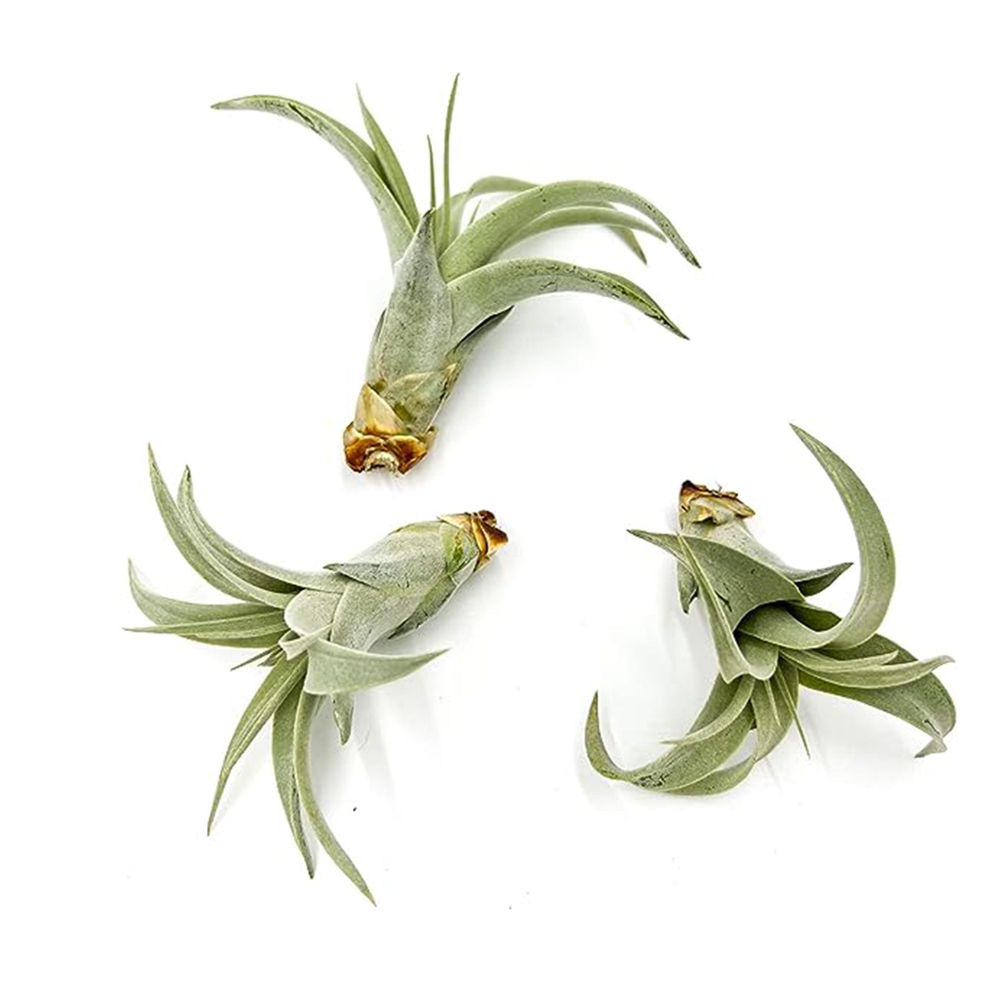 Tillandsia Xerographica Pup