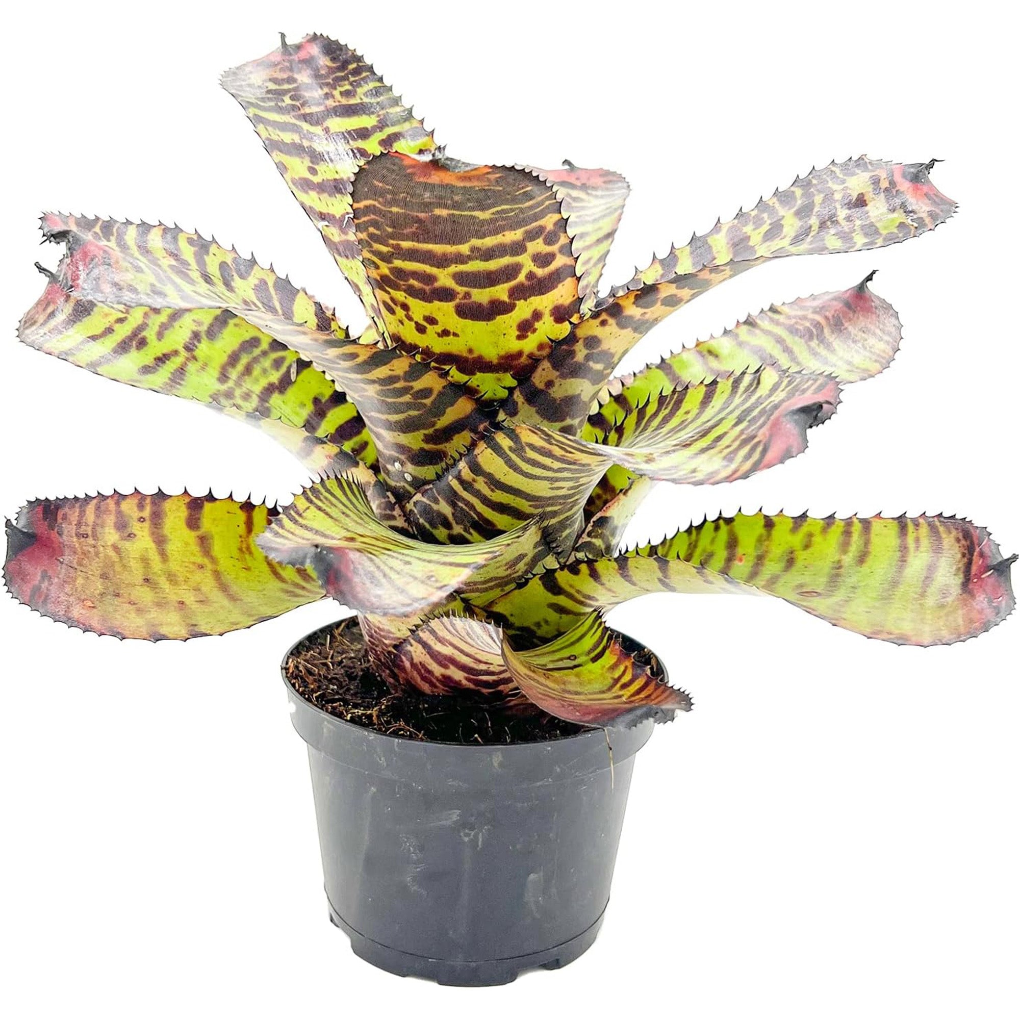 Bromeliad Neoregelia Dragon