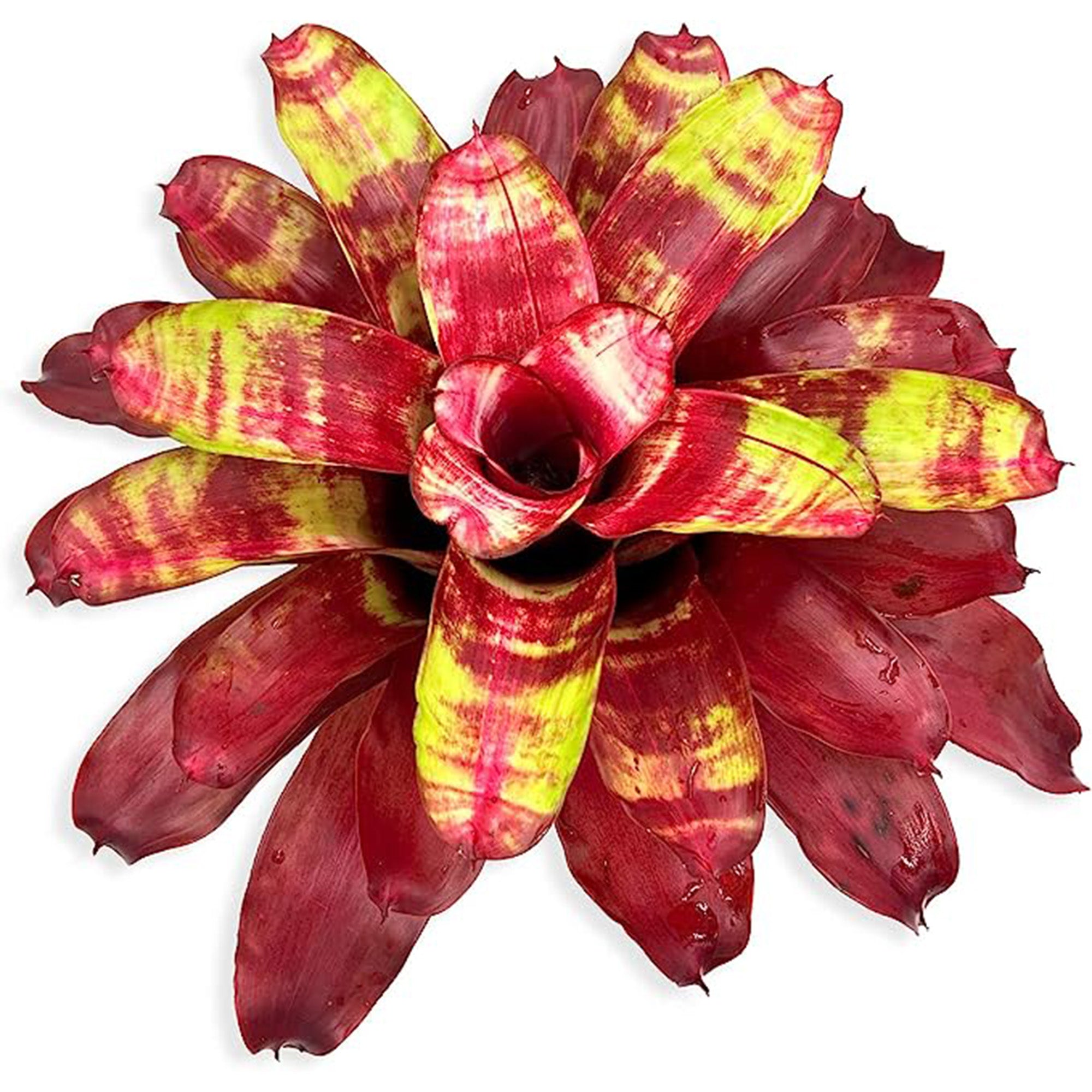 Bromeliad Neoregelia Golden Gate