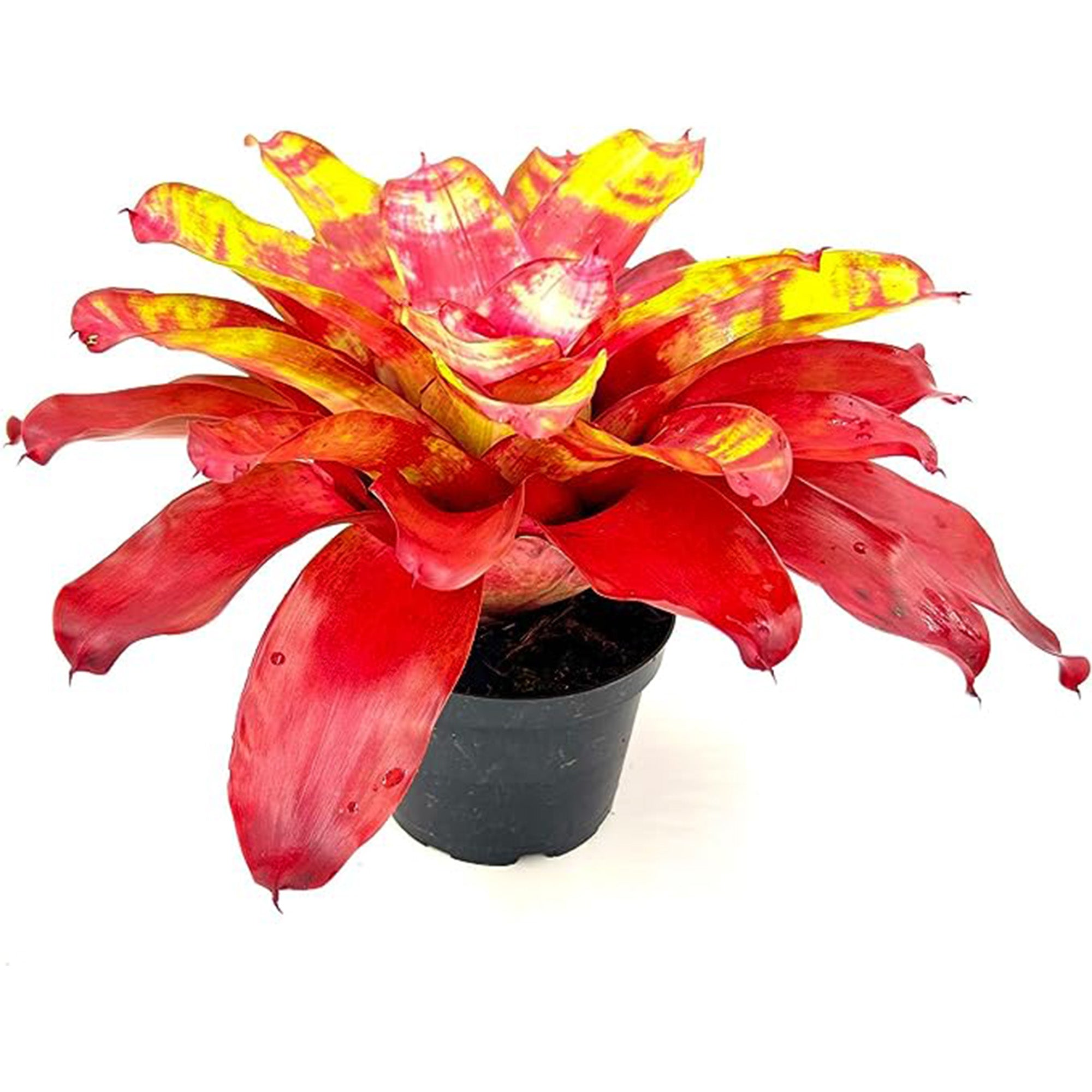 Bromeliad Neoregelia Golden Gate