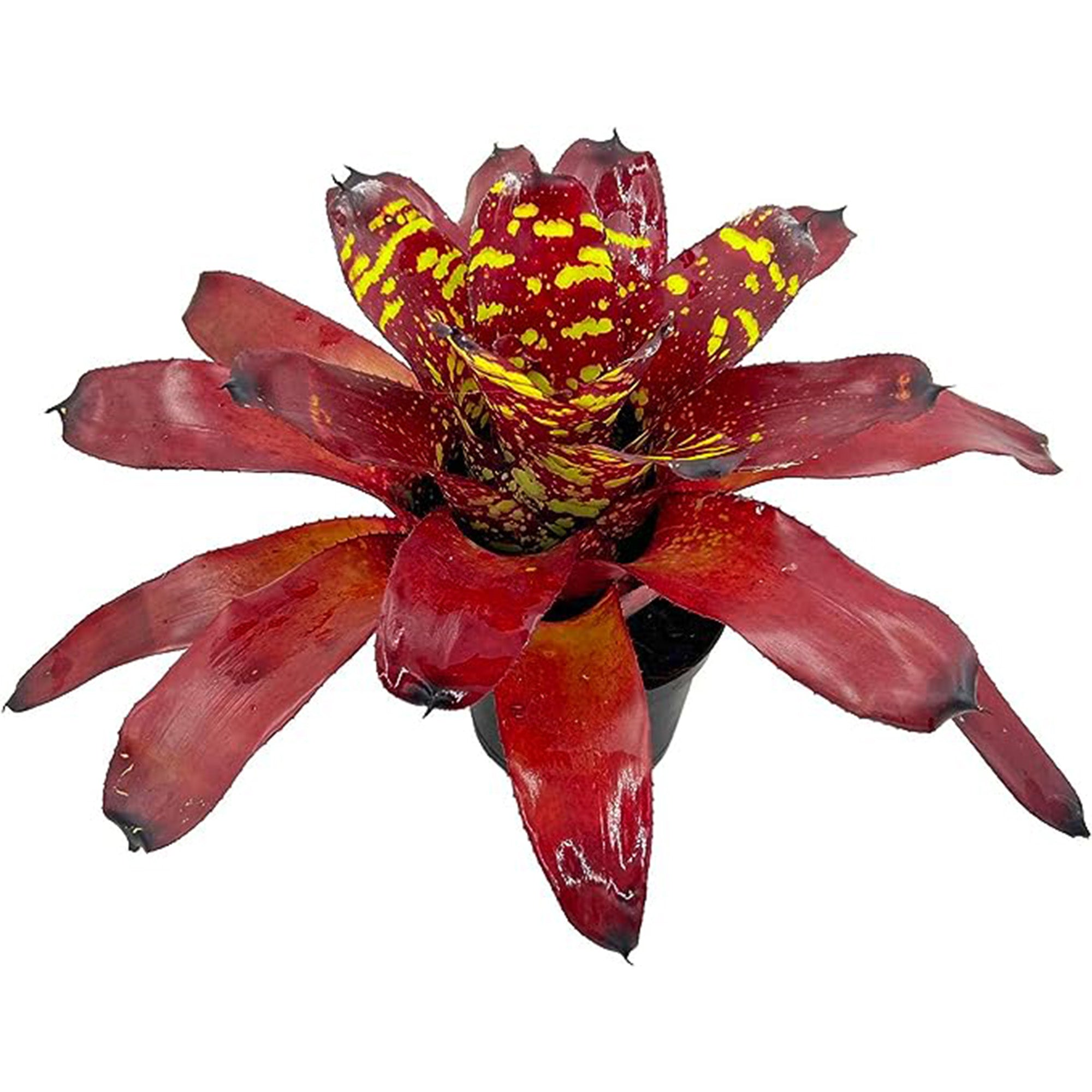 Bromeliad Neoregelia Green Eye