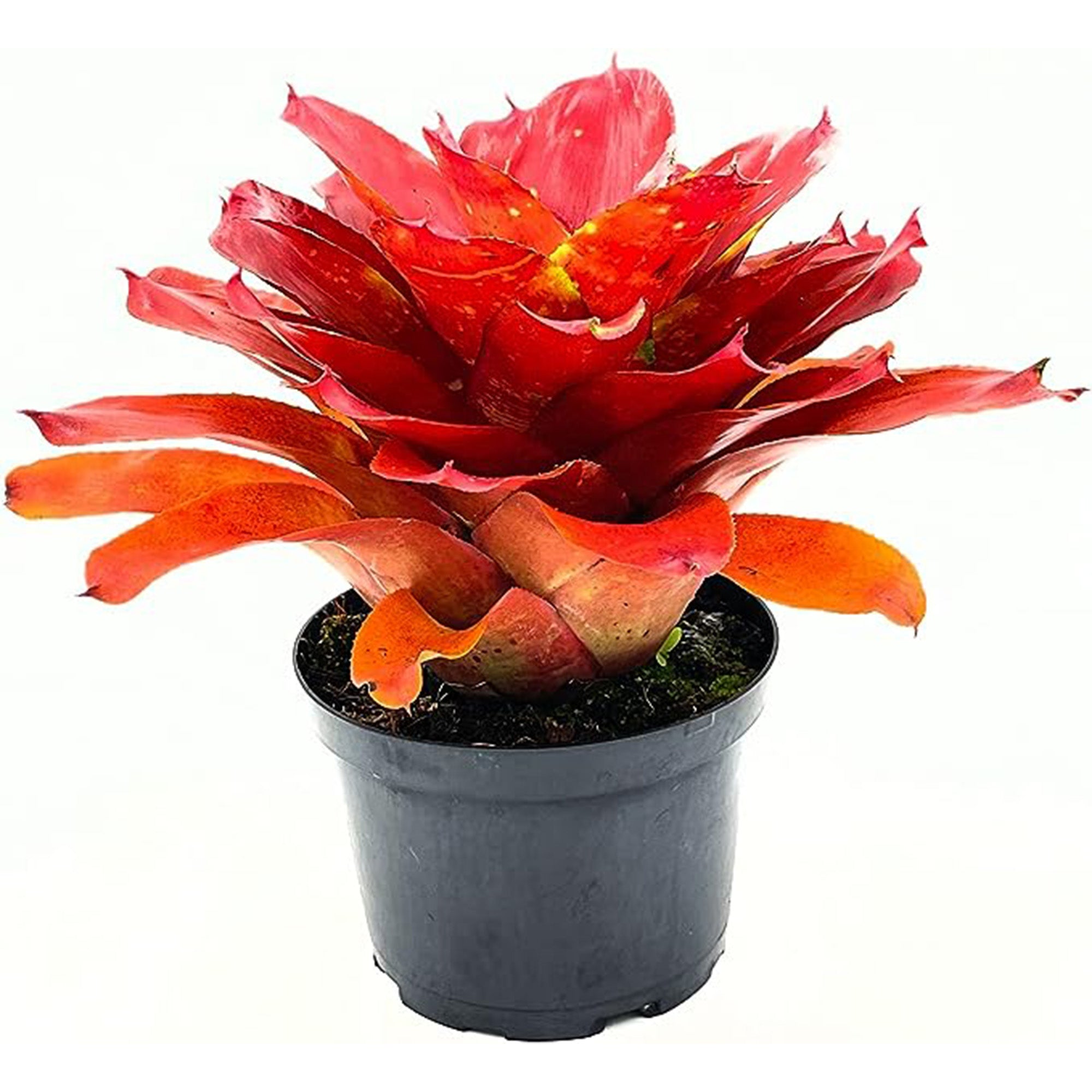 Bromeliad Neoregelia Lamberts Pride