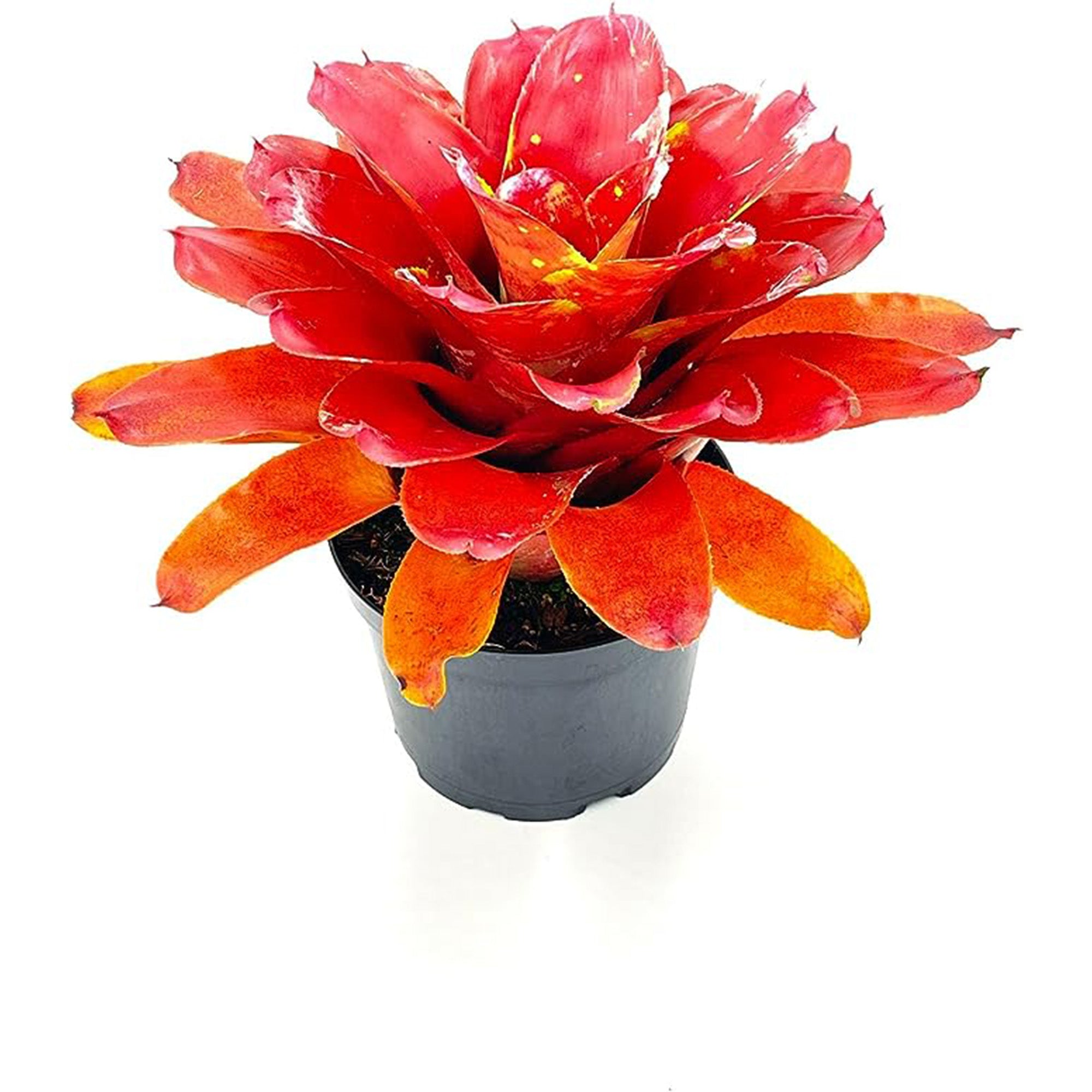 Bromeliad Neoregelia Lamberts Pride