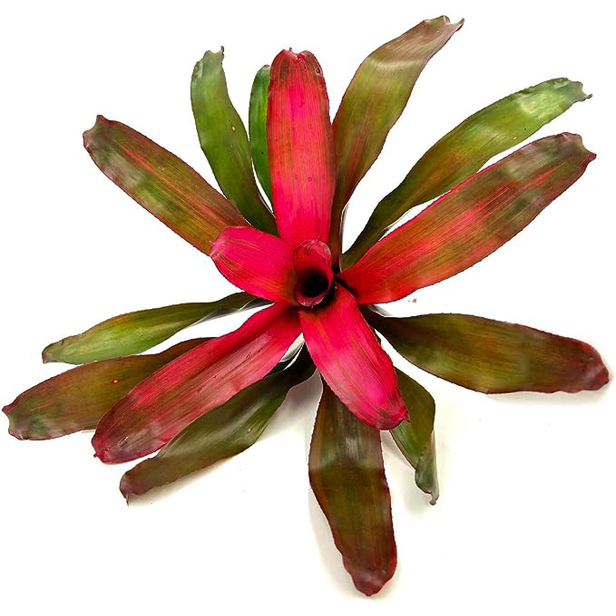 Bromeliad Neoregelia Puppy Love