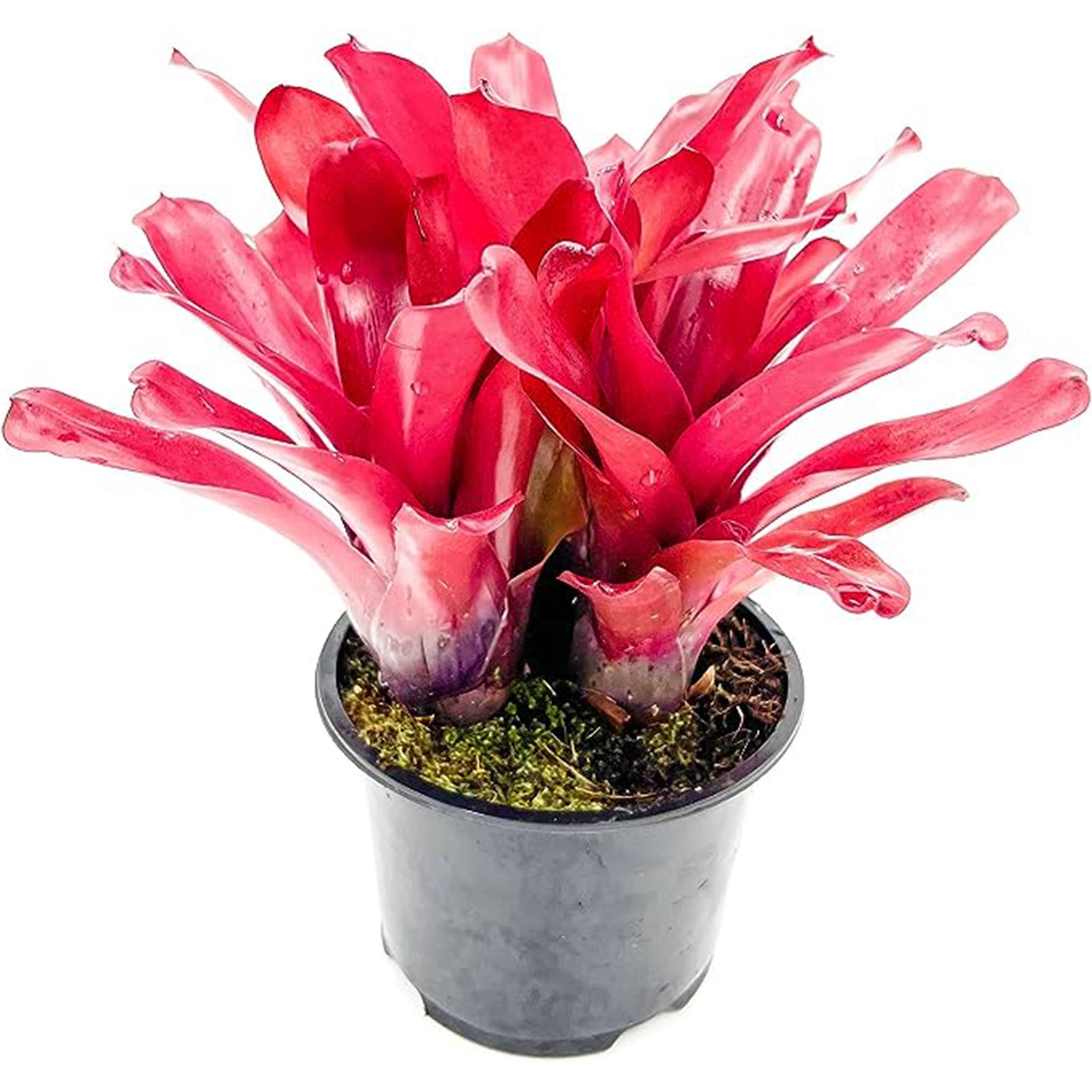 Bromeliad Neoregelia Super Fireball