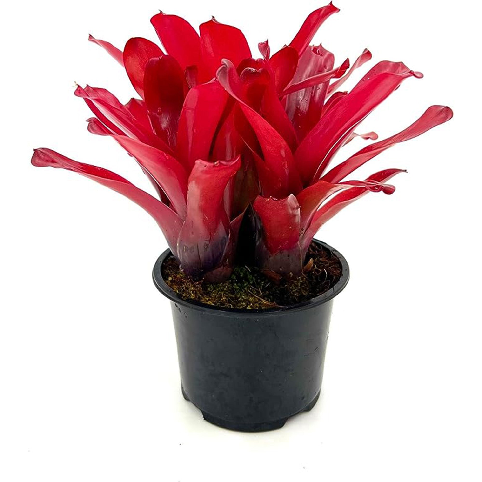 Bromeliad Neoregelia Super Fireball