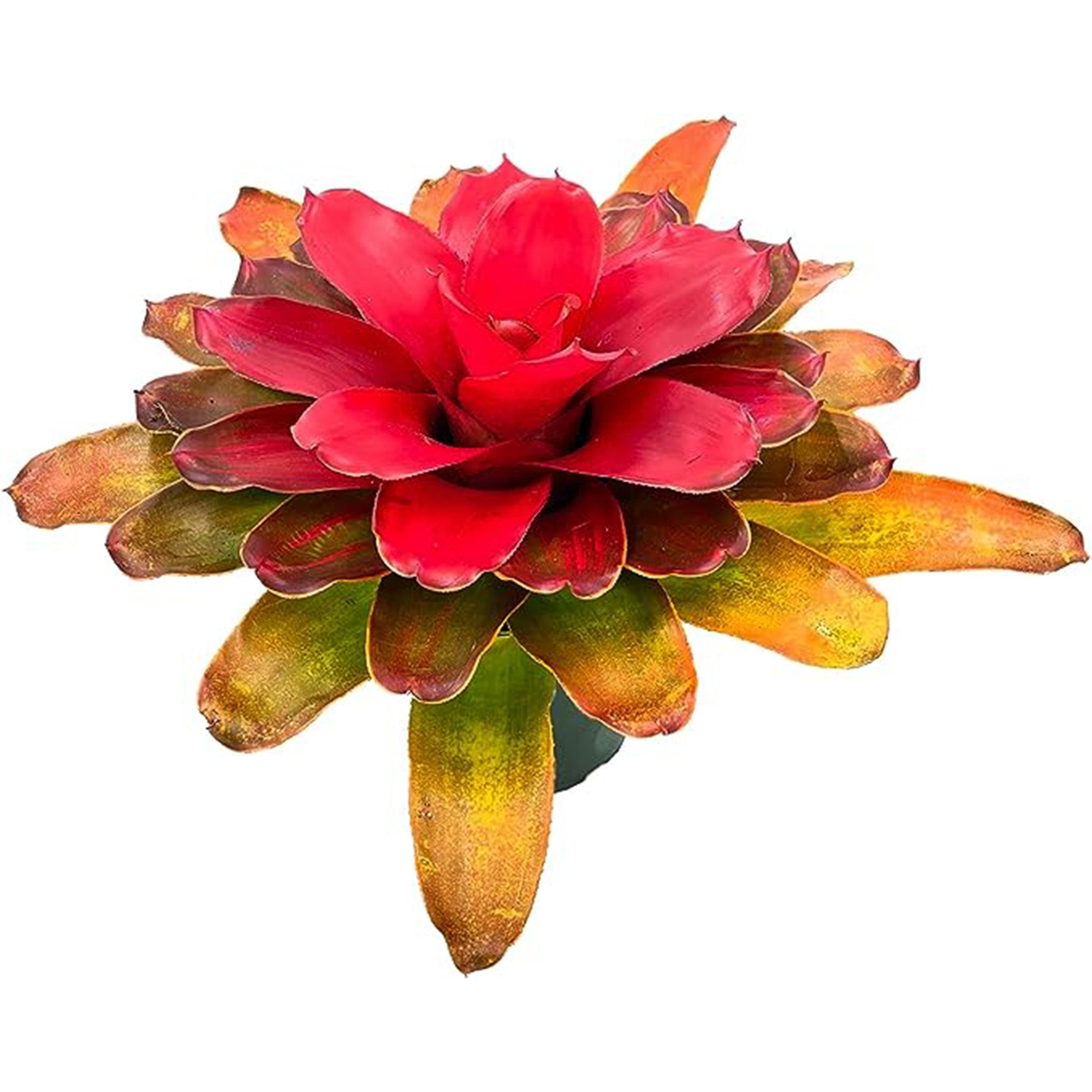 Bromeliad Neoregelia Tangerine