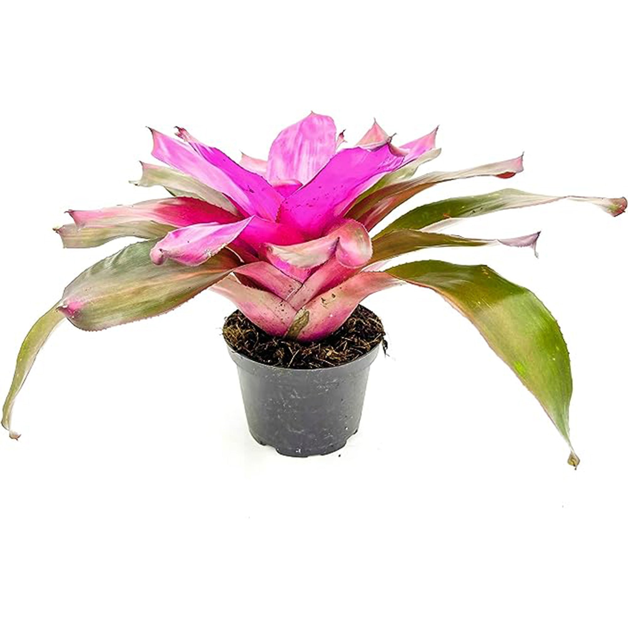 Bromeliad Neoregelia Tatiana