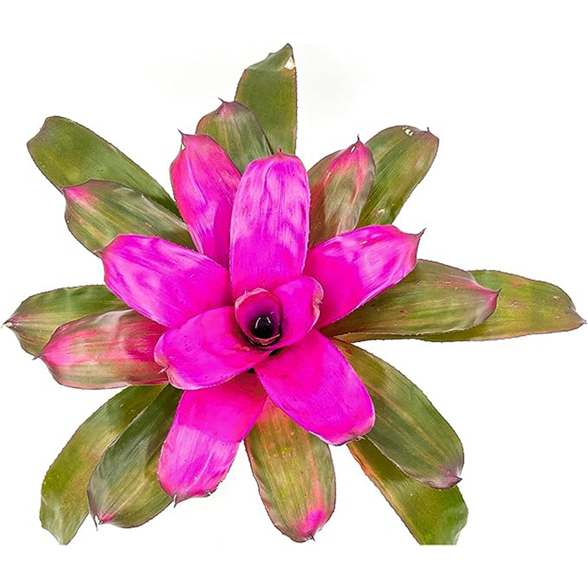 Bromeliad Neoregelia Tatiana