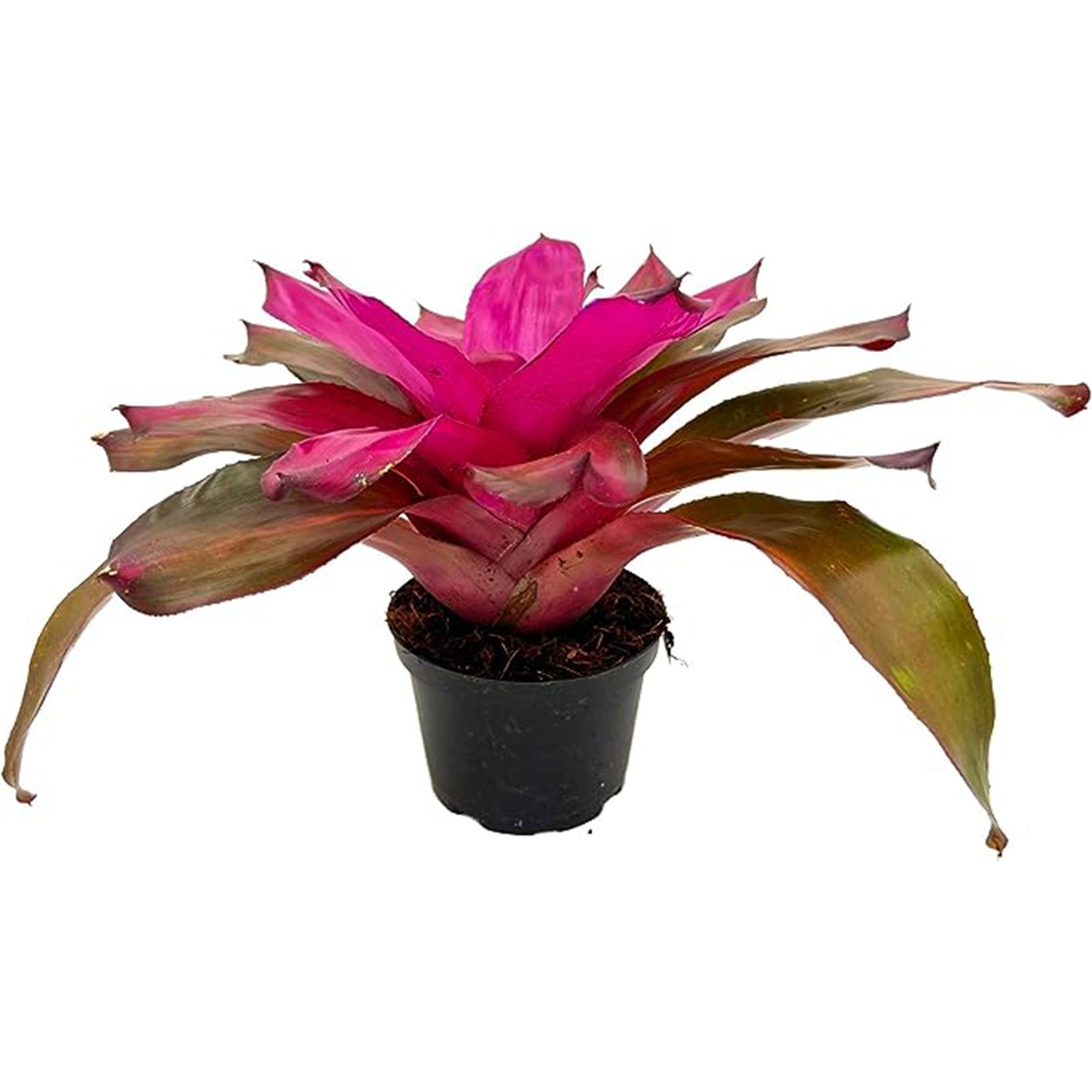 Bromeliad Neoregelia Tatiana