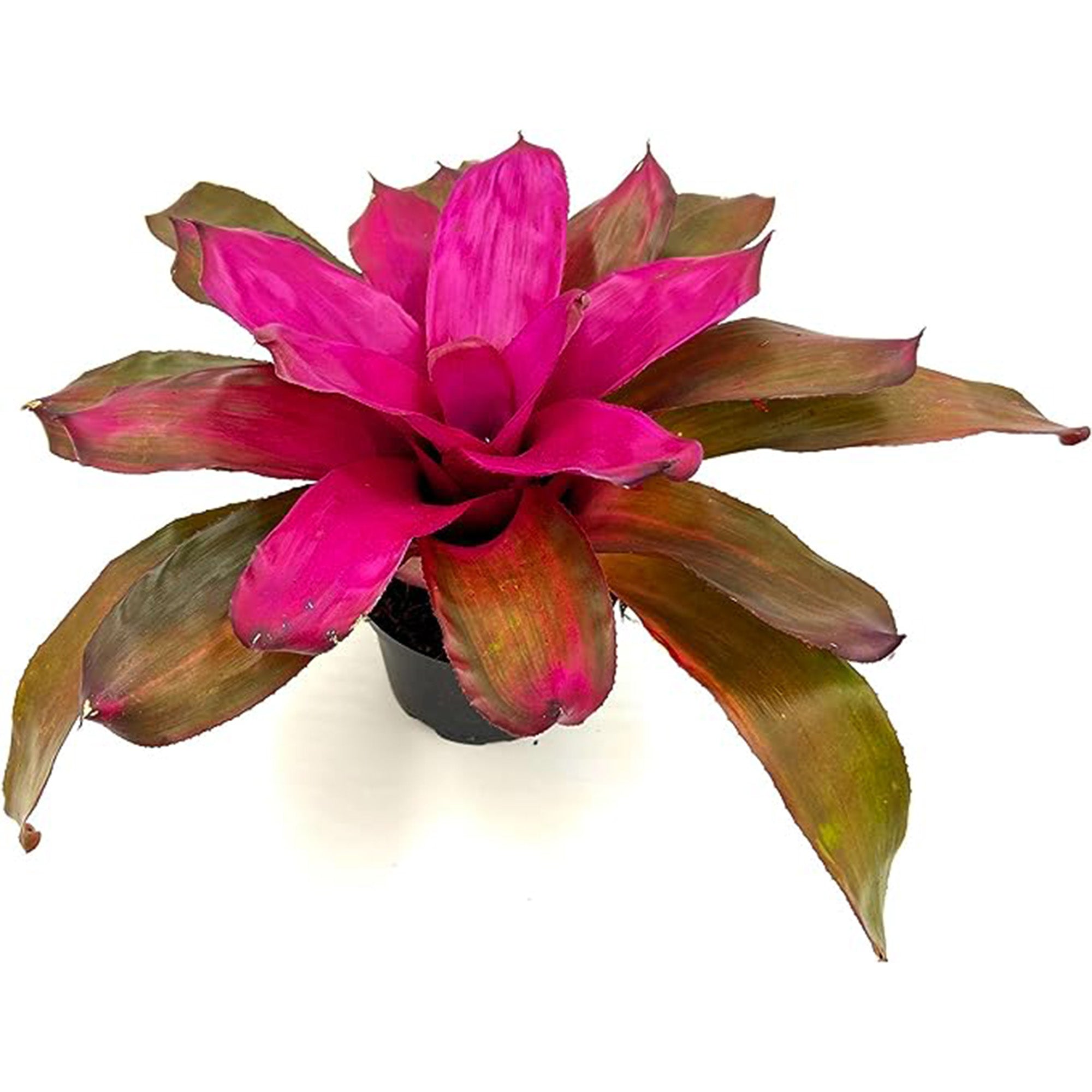 Bromeliad Neoregelia Tatiana