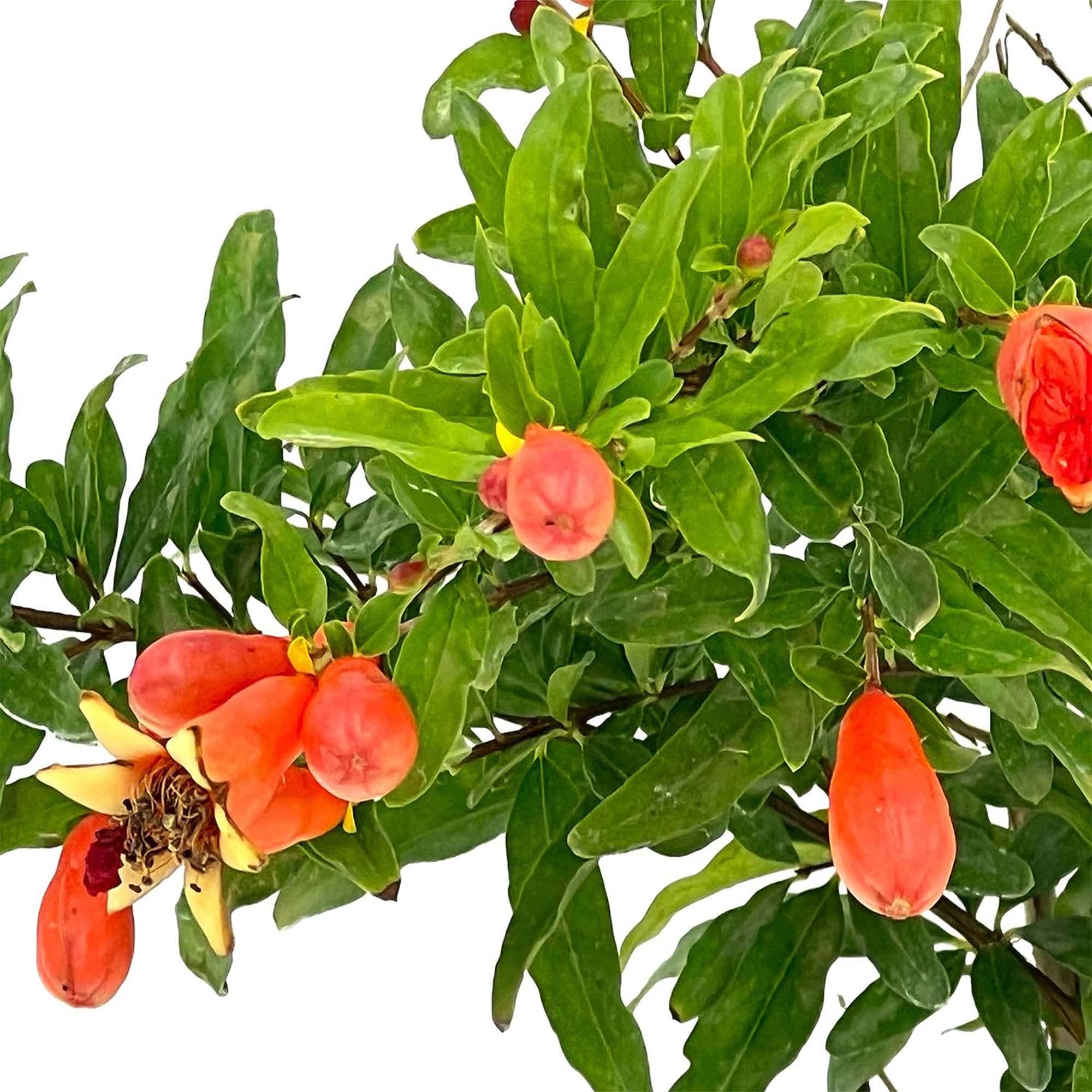 Punica Granatum Dwarf Pomegranate